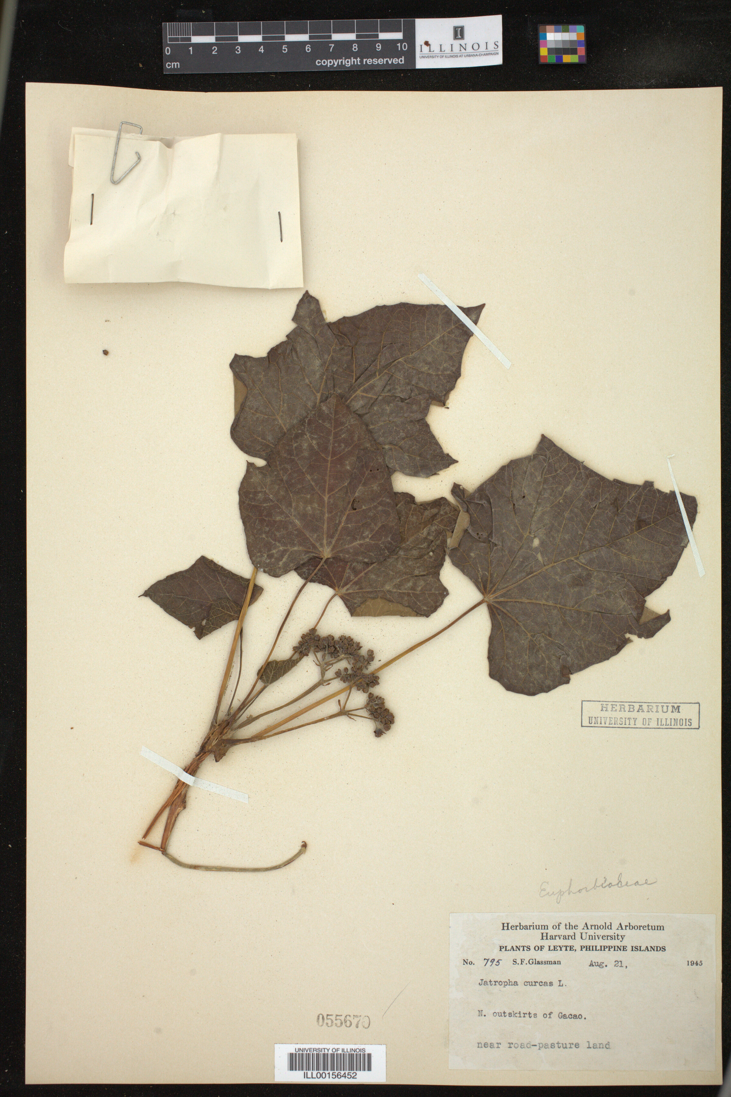 Jatropha curcas image