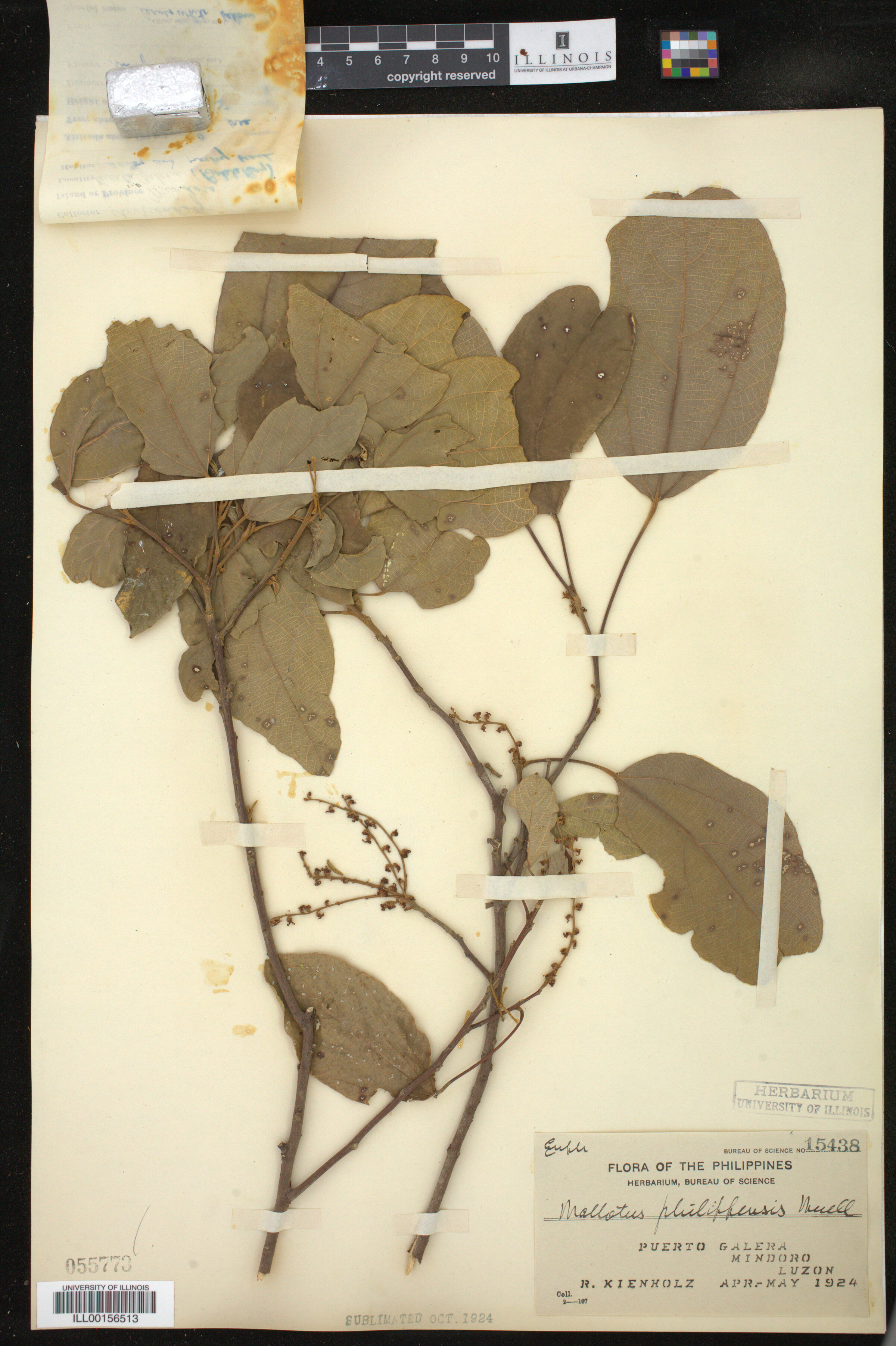 Mallotus philippensis image