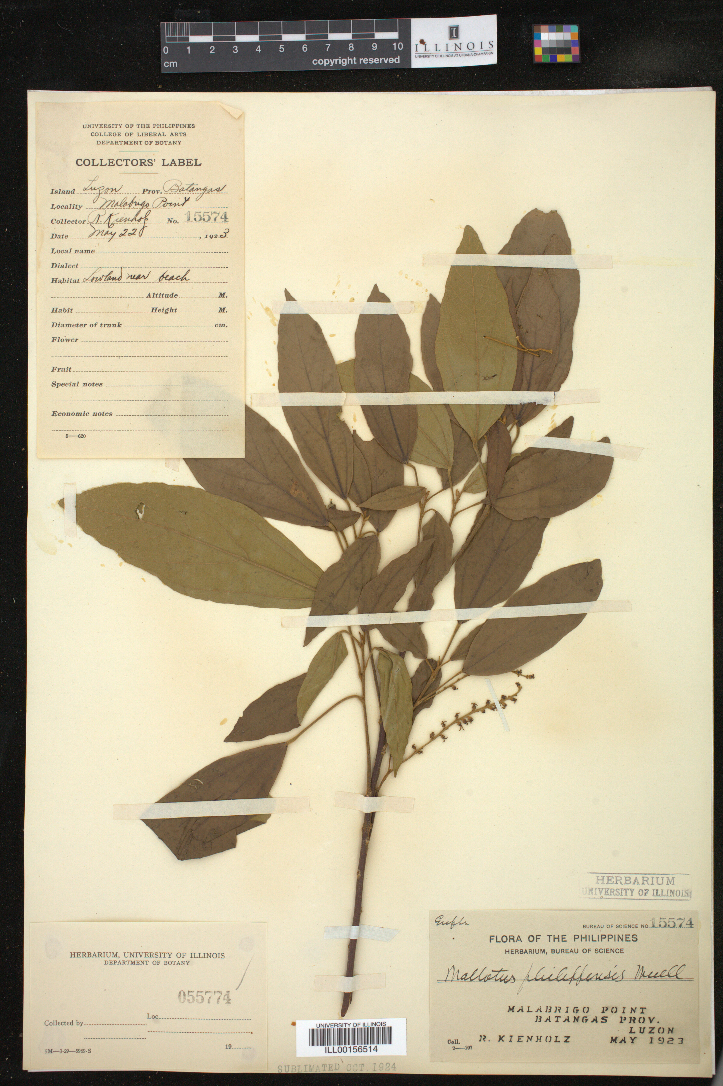 Mallotus philippensis image