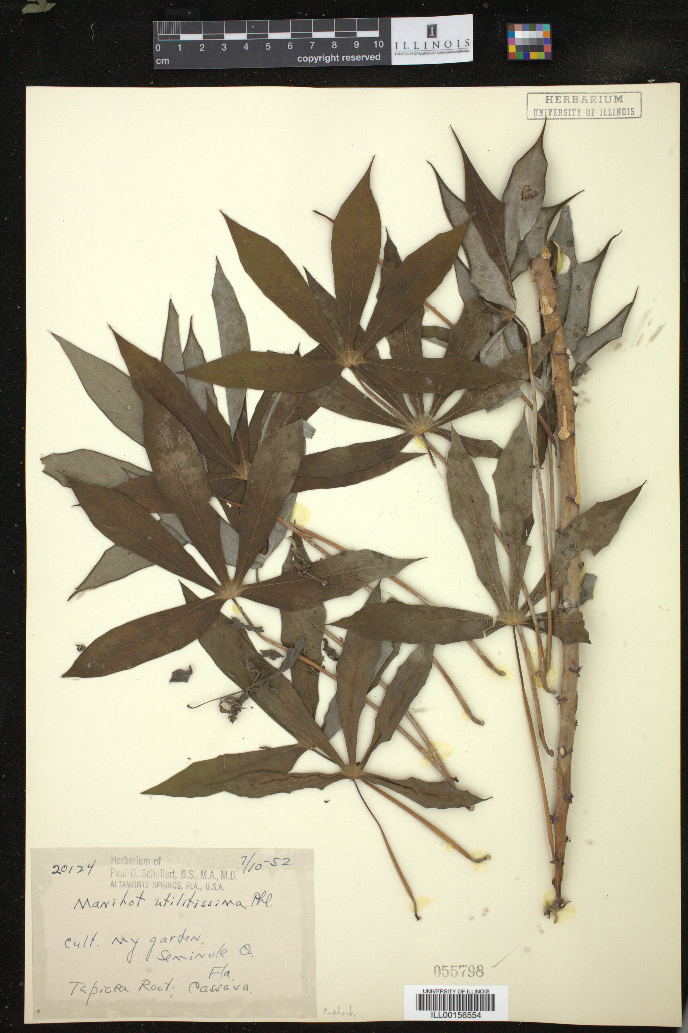 Manihot esculenta image