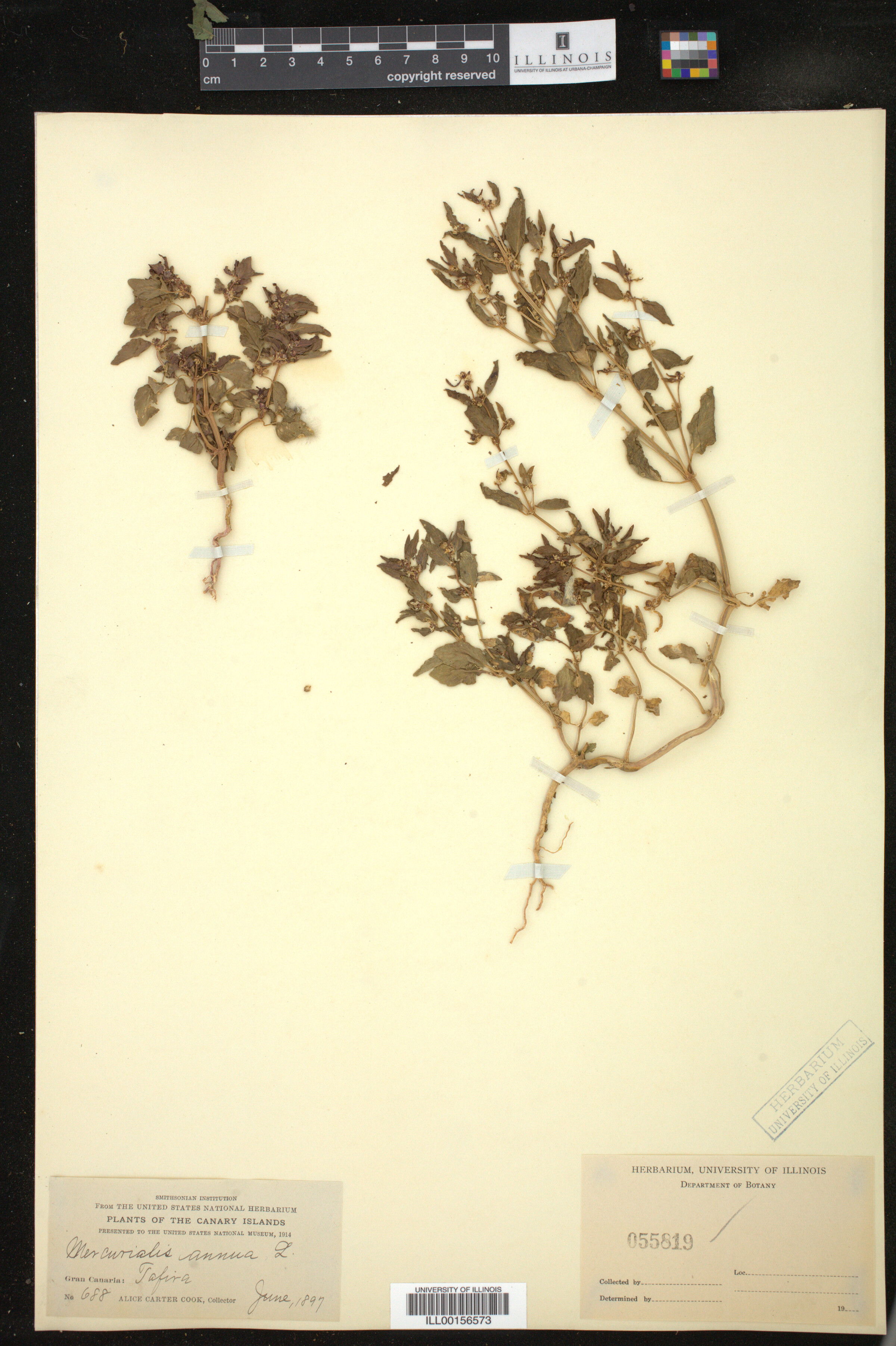 Mercurialis annua image