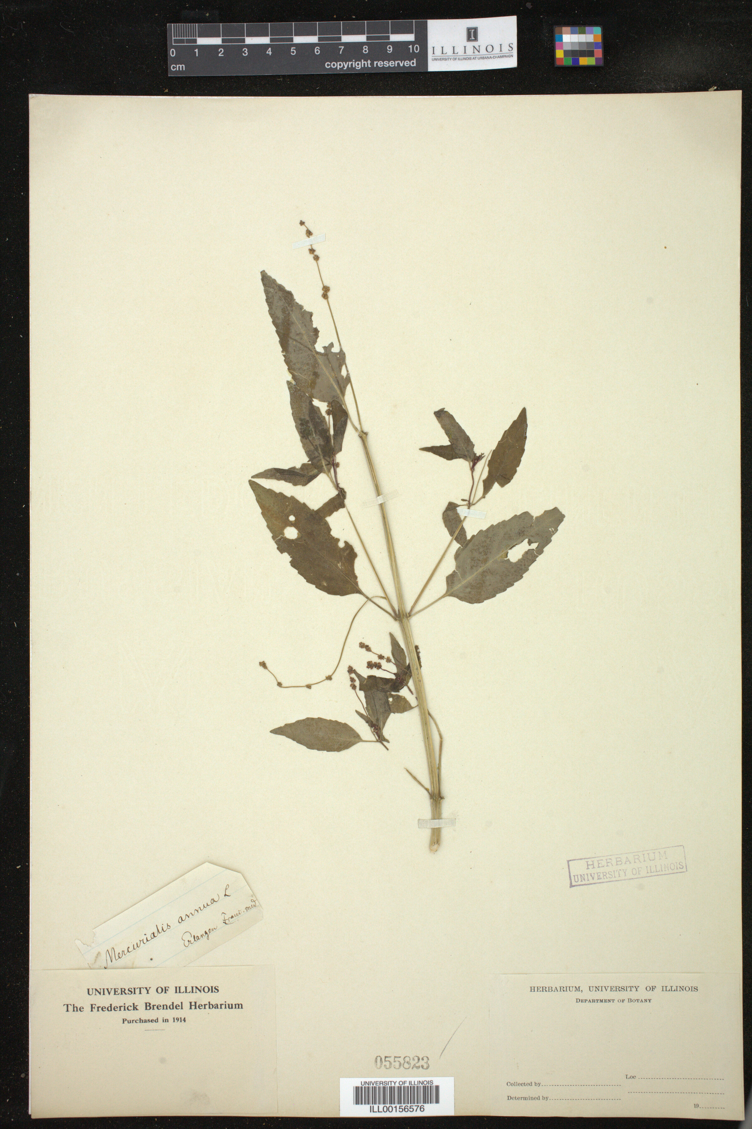 Mercurialis annua image