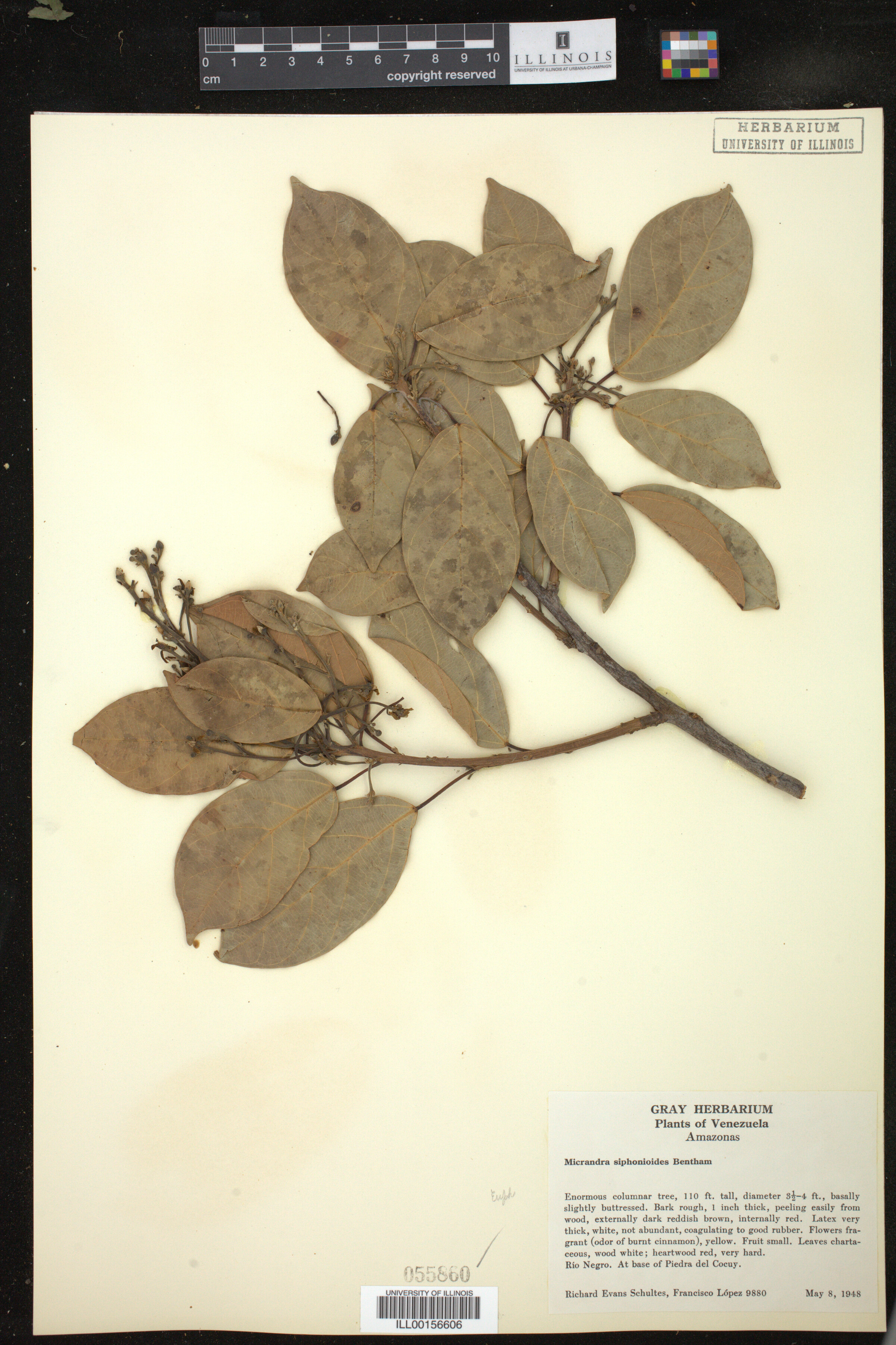 Micrandra siphonioides image