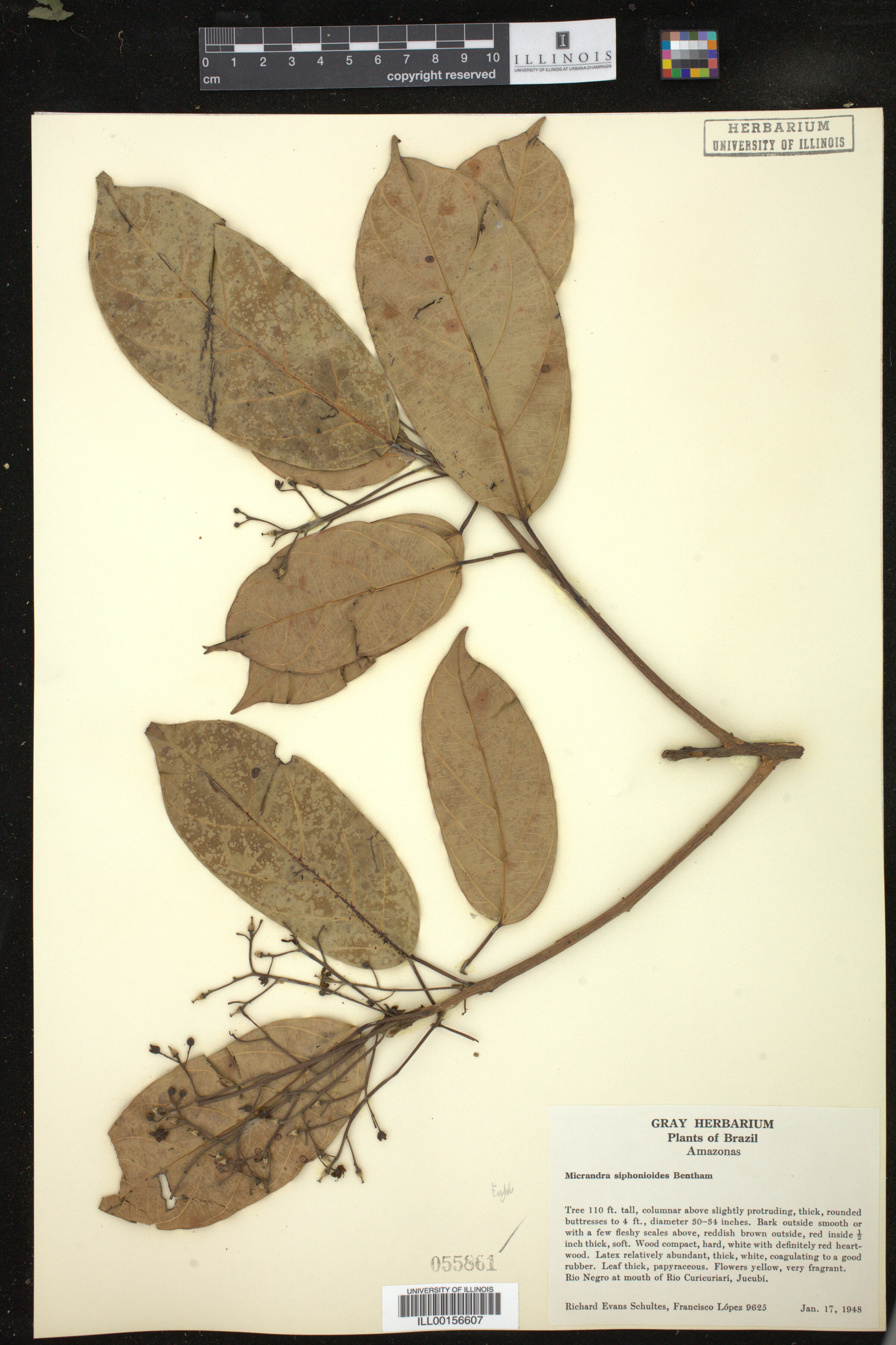 Micrandra siphonioides image