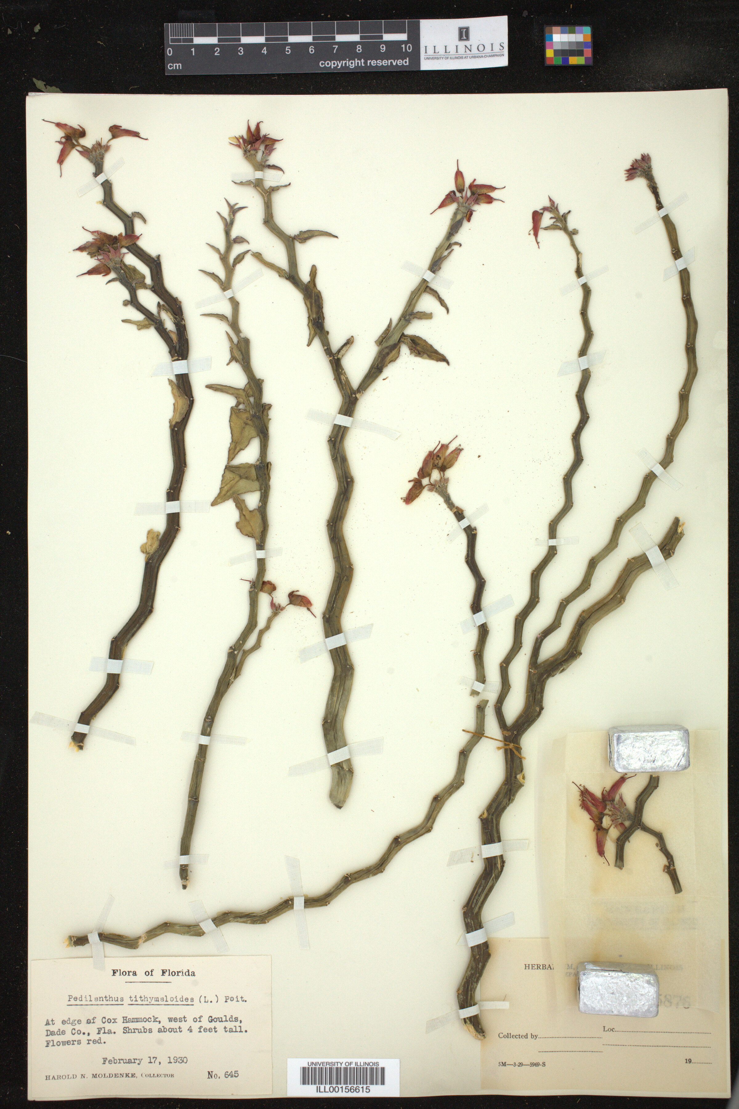 Euphorbia tithymaloides image