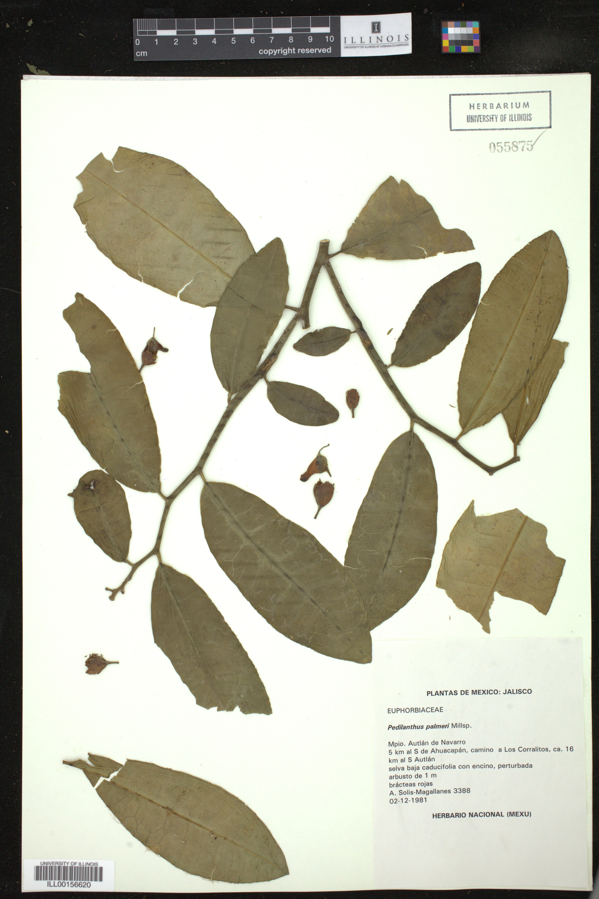 Euphorbia peritropoides image