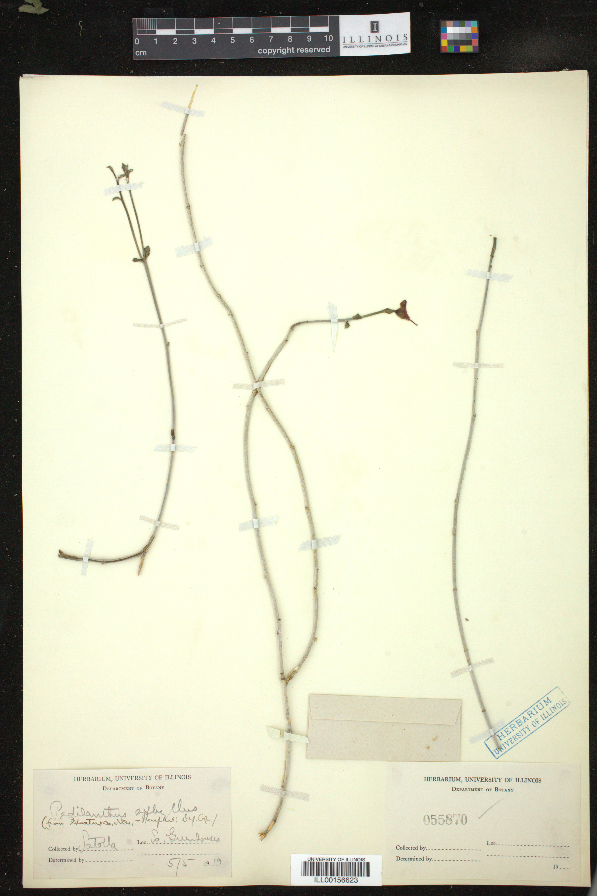 Euphorbia cymbifera image