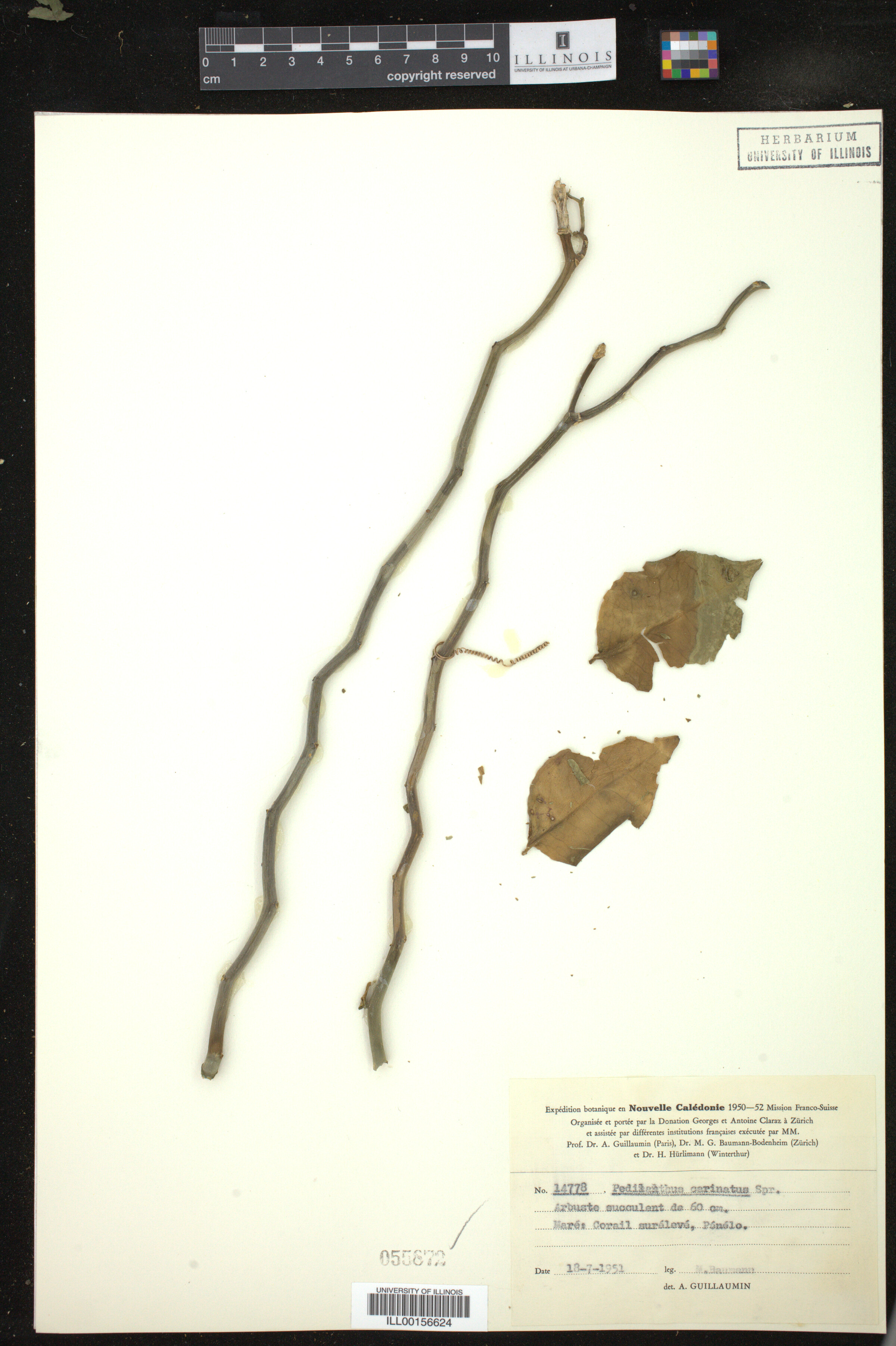 Pedilanthus carinatus image