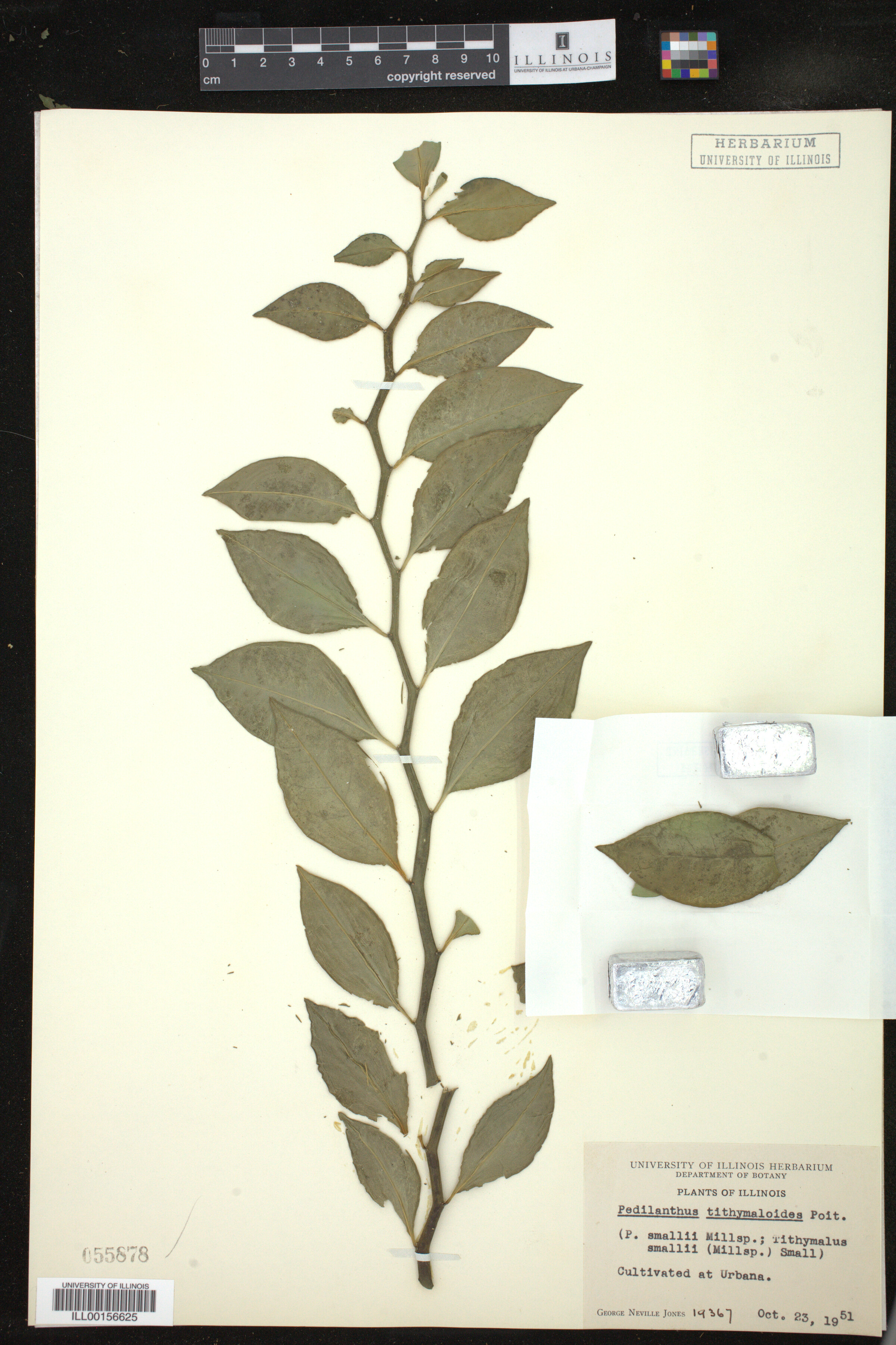 Euphorbia tithymaloides image