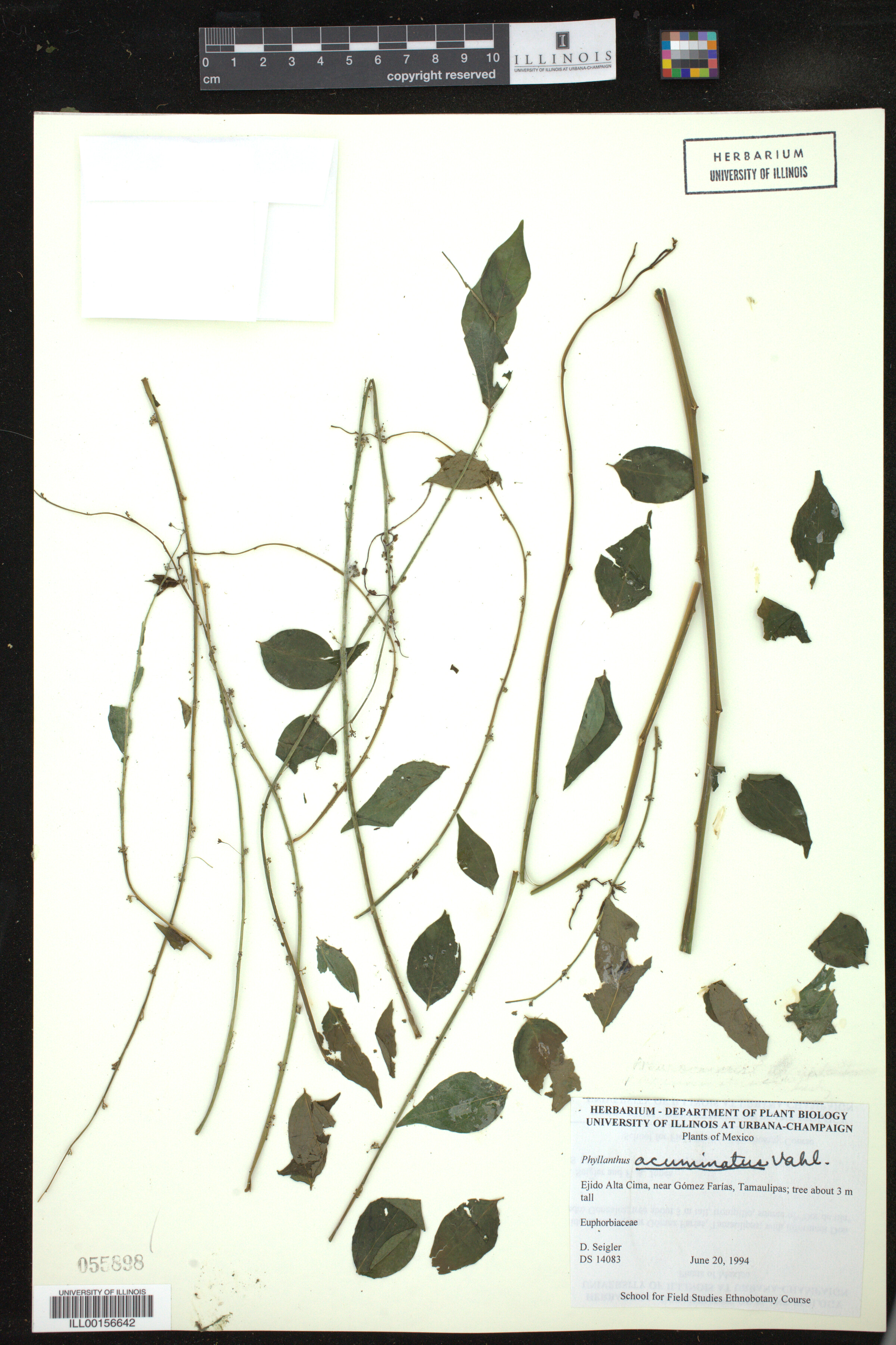 Phyllanthus acuminatus image