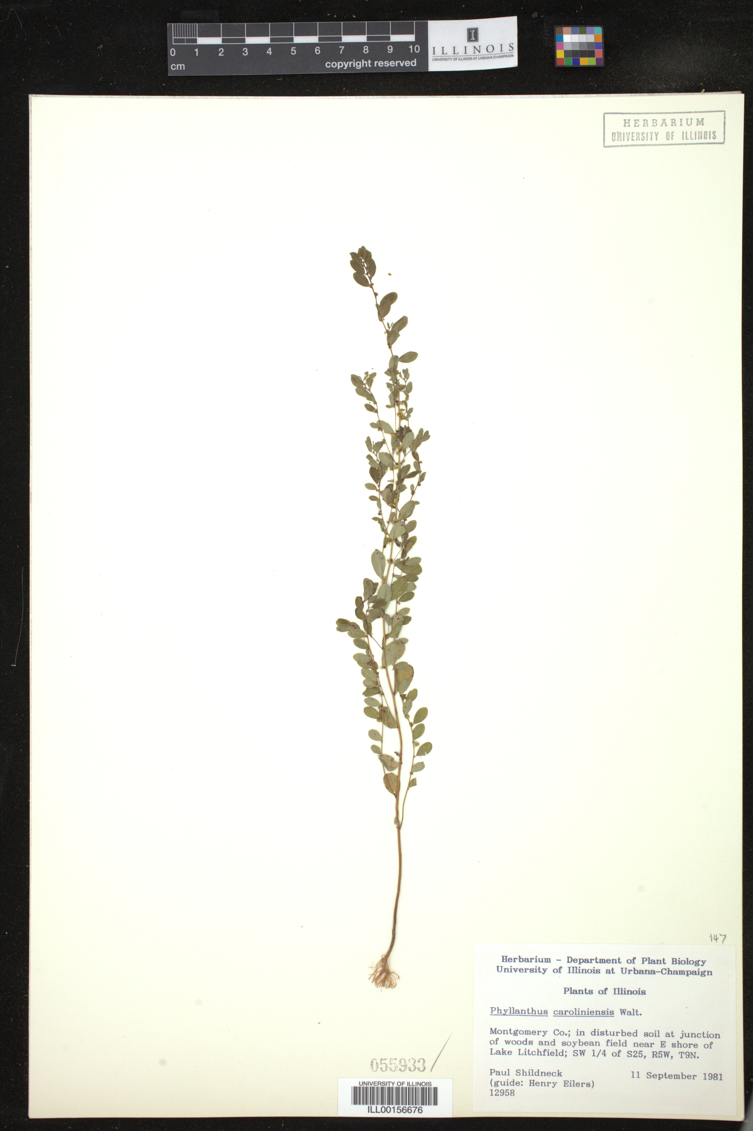 Phyllanthus caroliniensis image