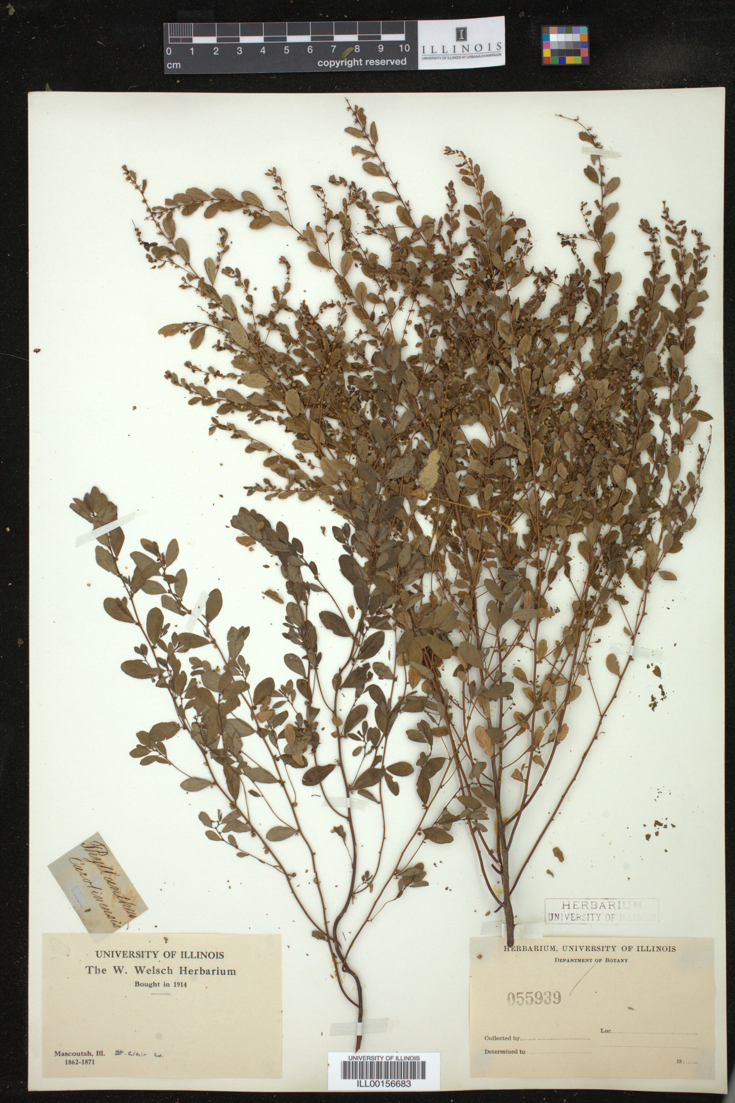 Phyllanthus caroliniensis image
