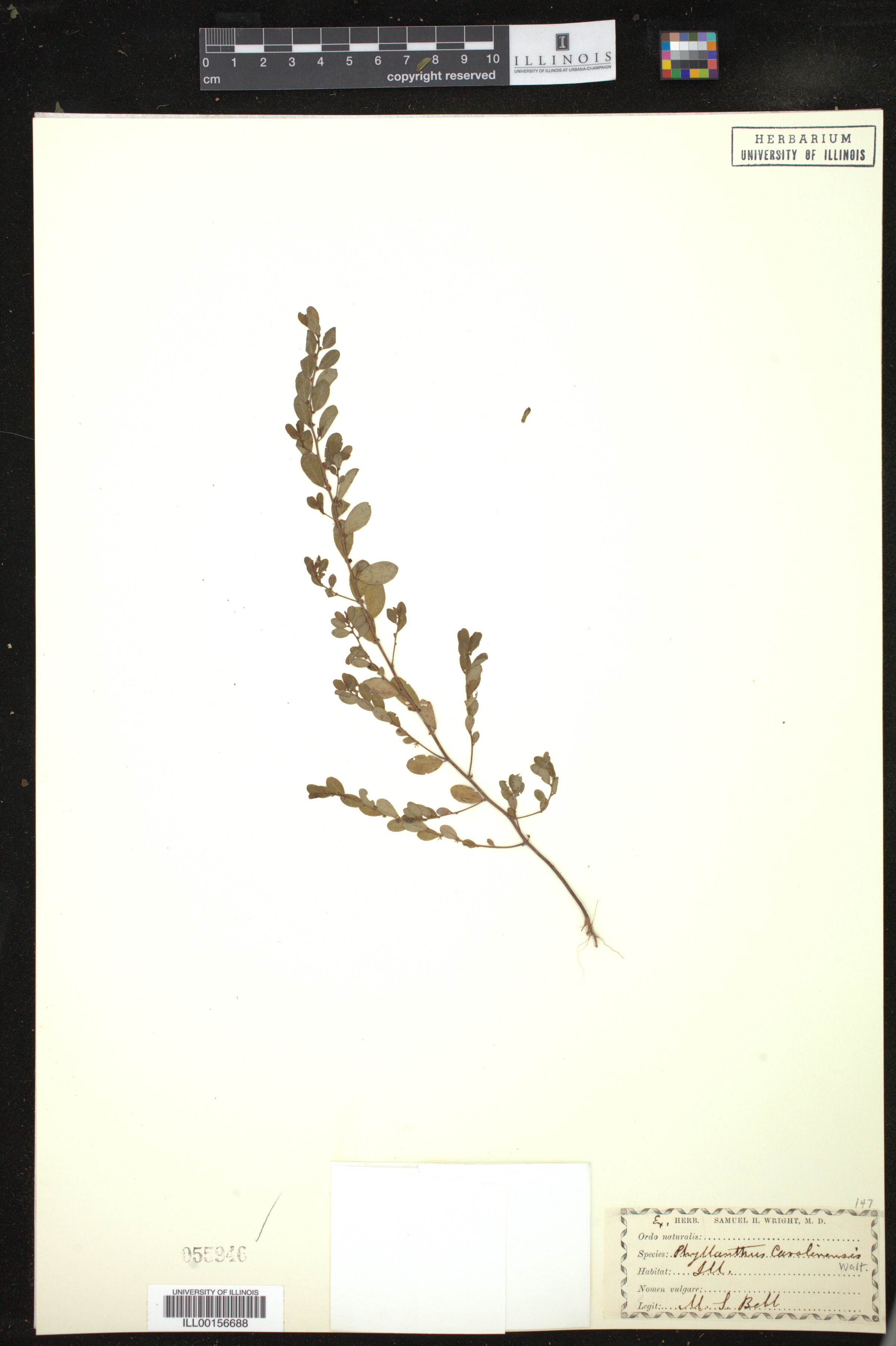 Phyllanthus caroliniensis image