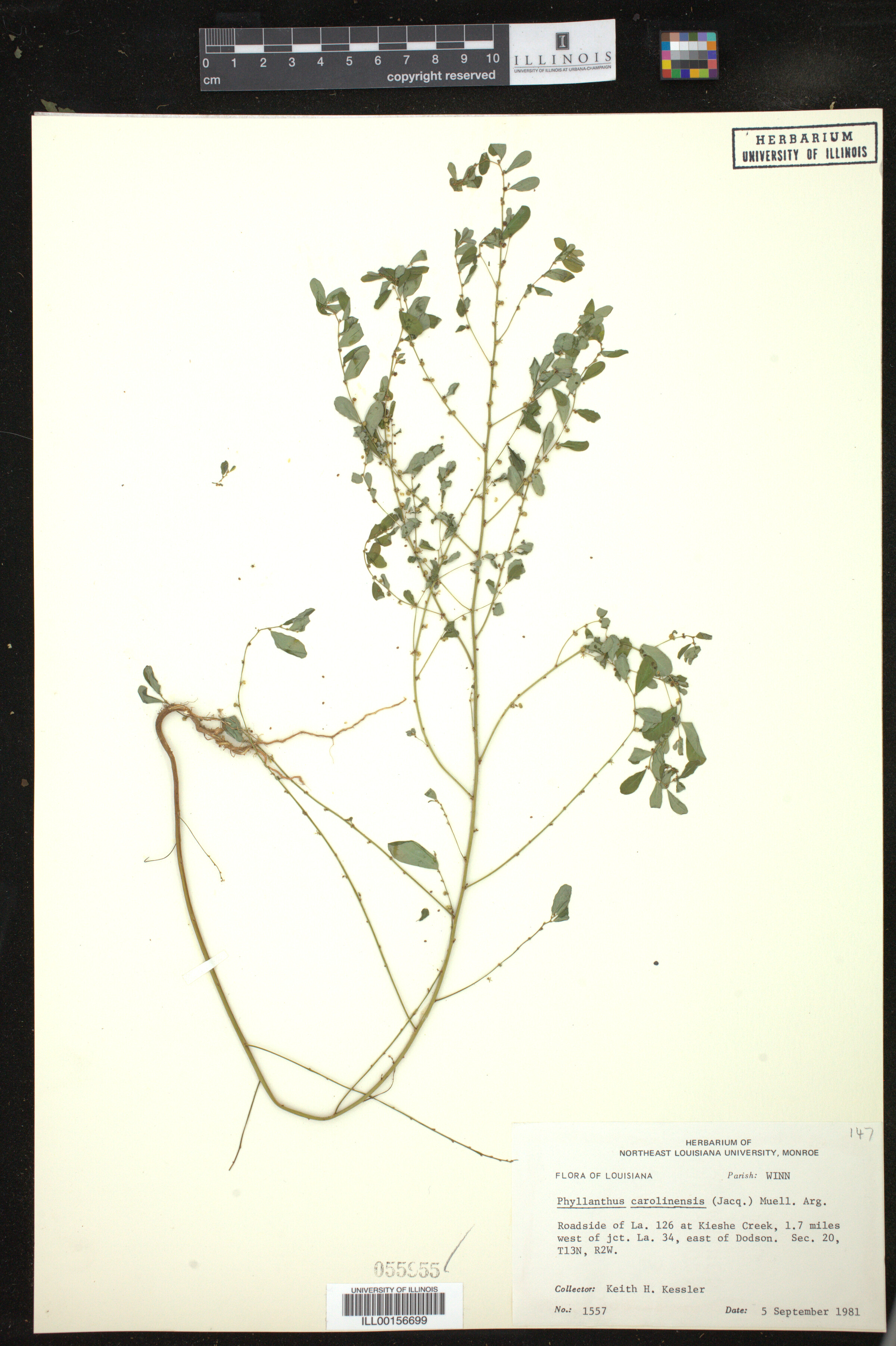 Phyllanthus image