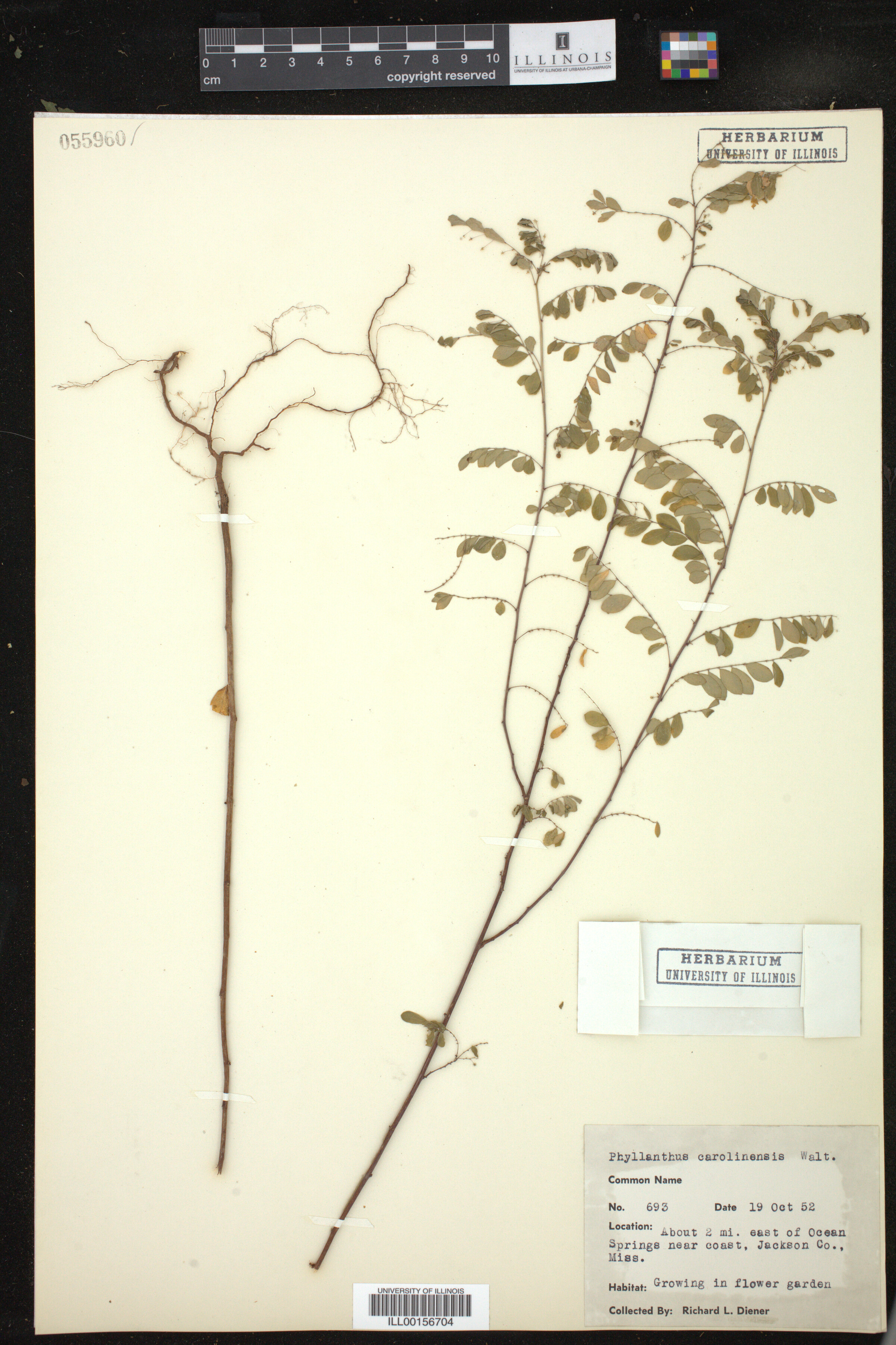 Phyllanthus image