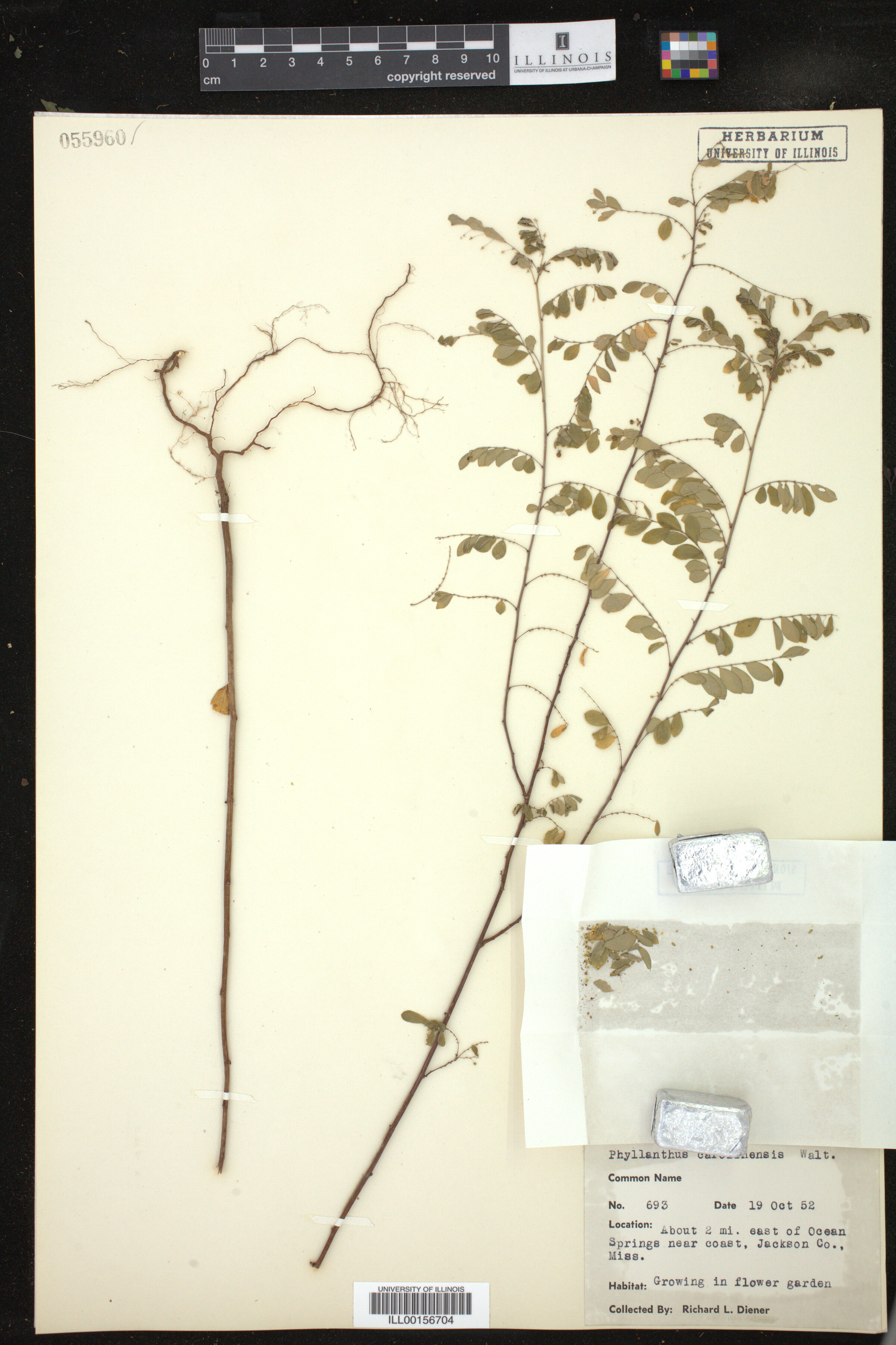 Phyllanthus caroliniensis image