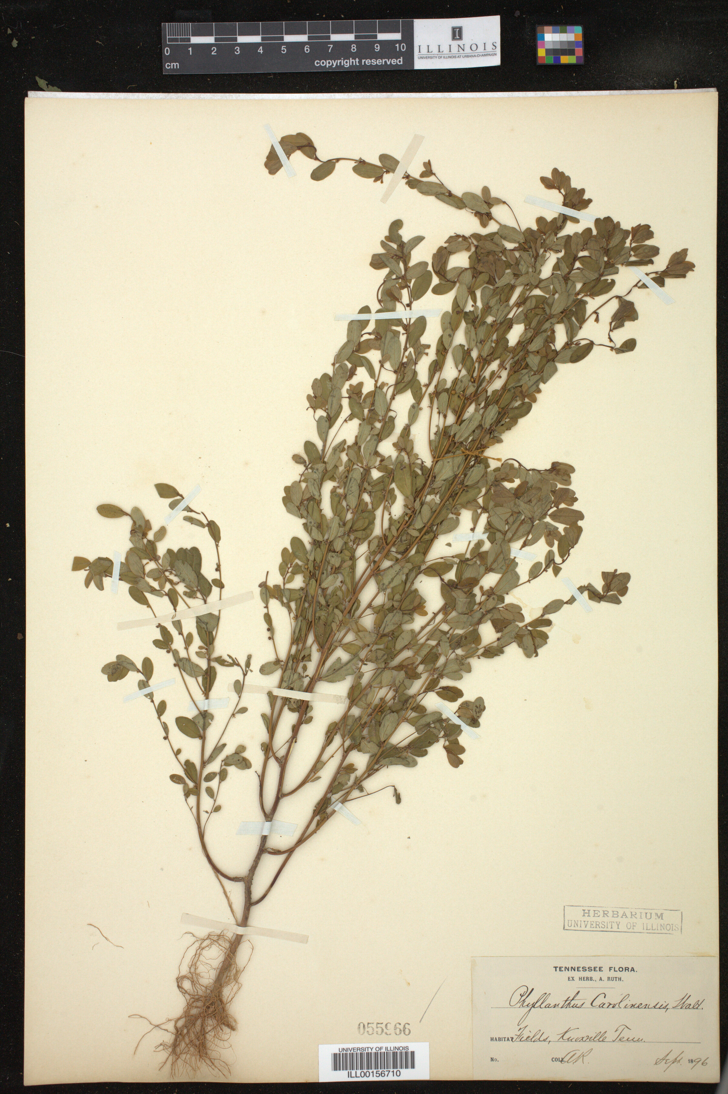 Phyllanthus caroliniensis image