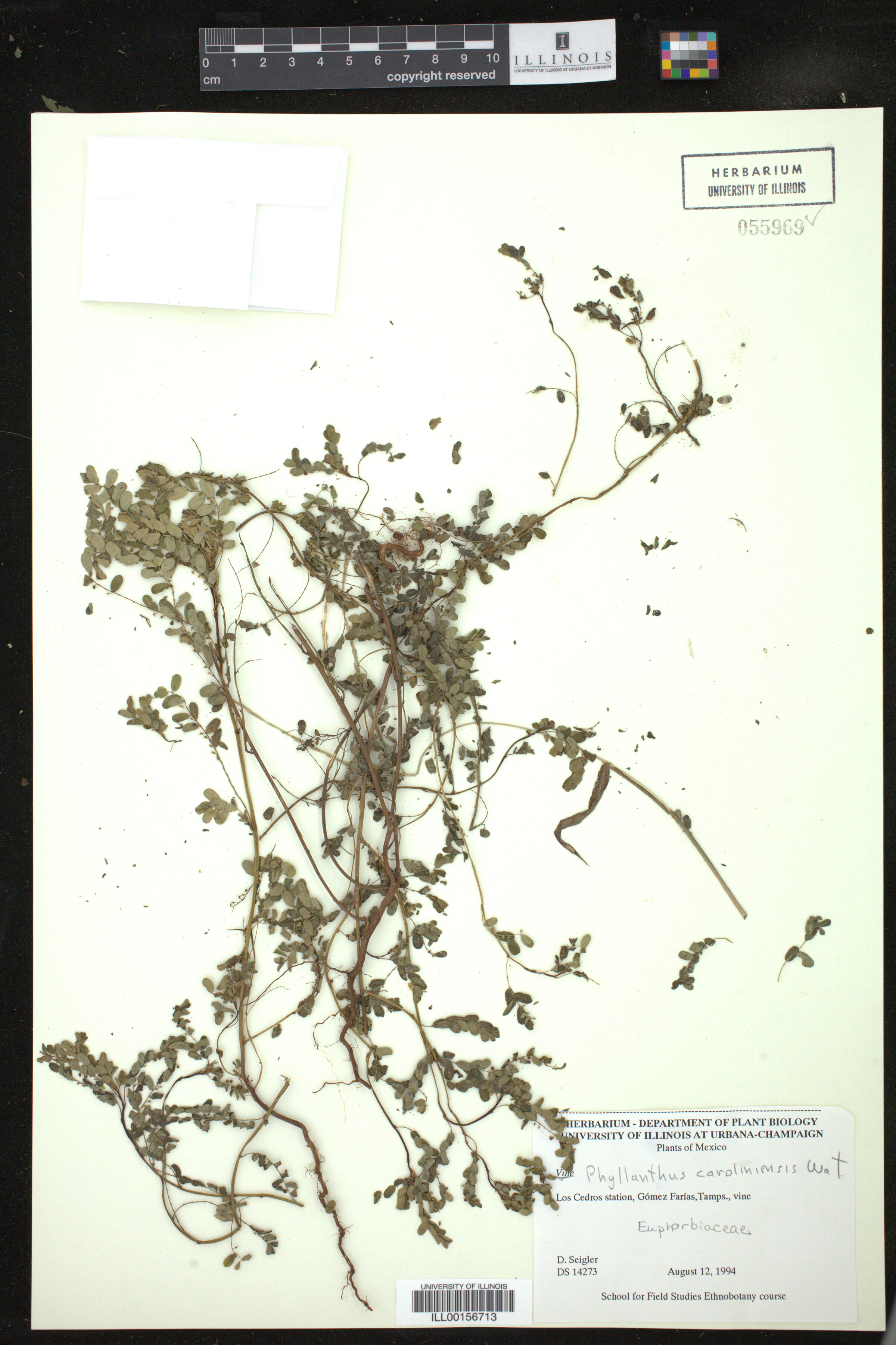 Phyllanthus caroliniensis image