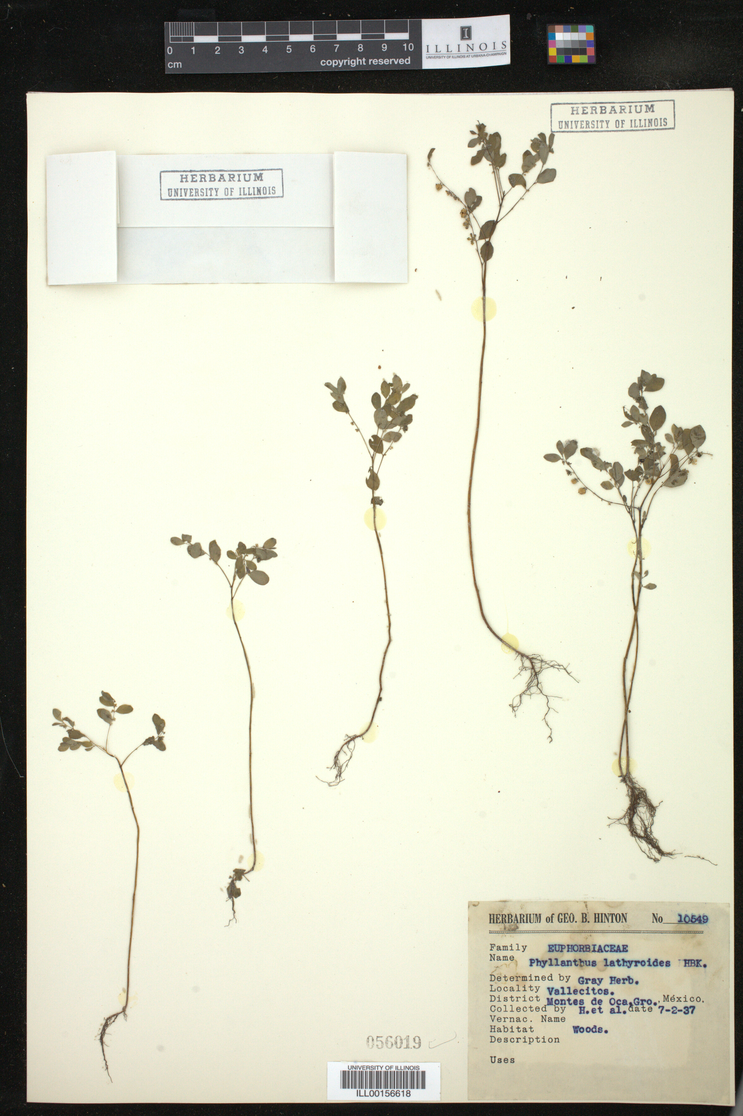 Phyllanthus niruri image