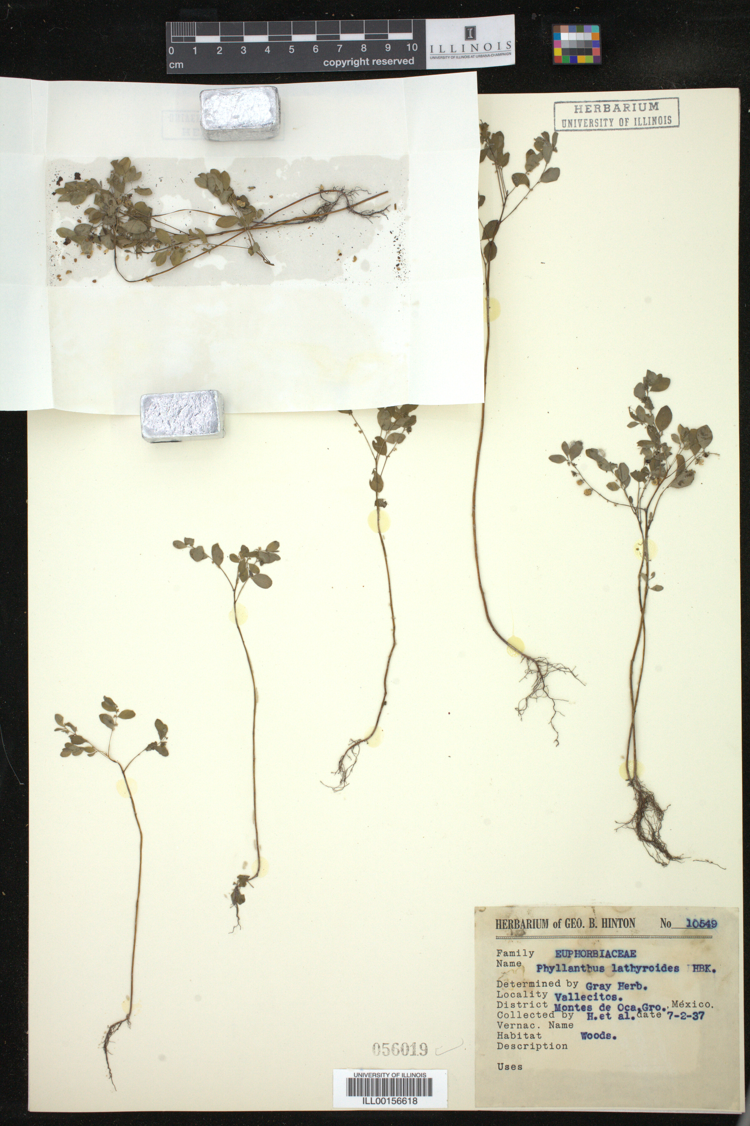 Phyllanthus niruri image