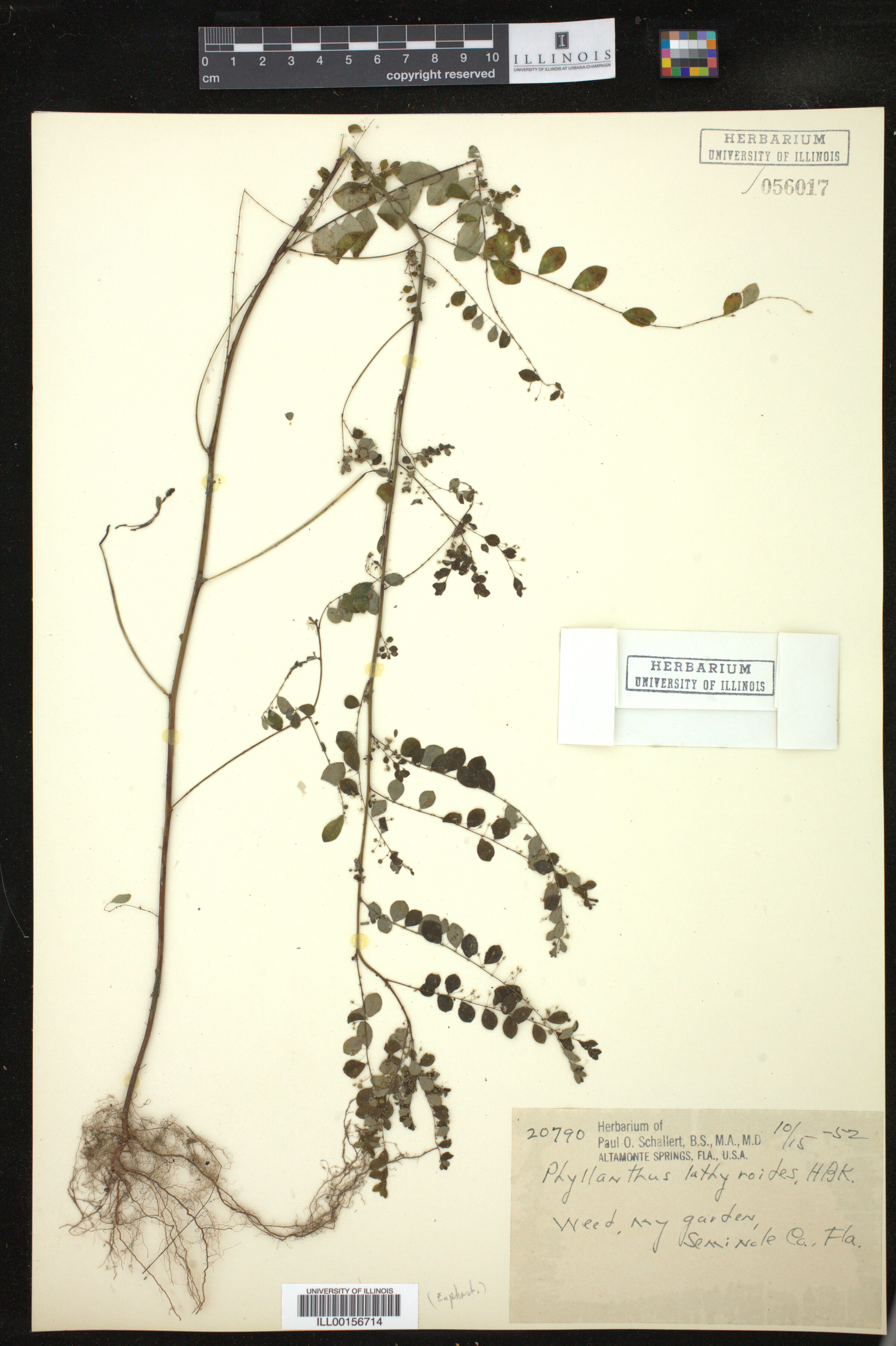 Phyllanthus niruri image