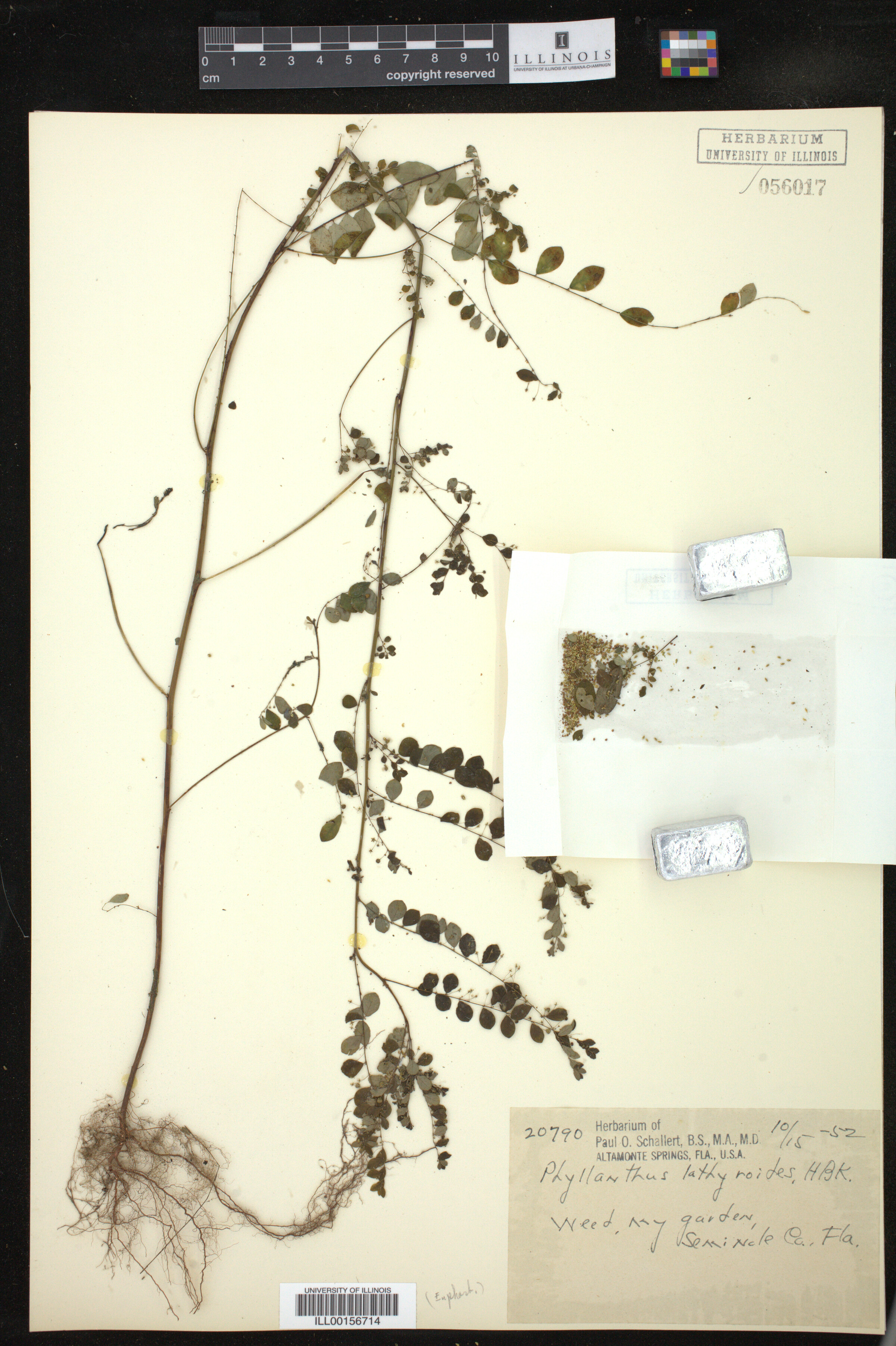 Phyllanthus niruri image