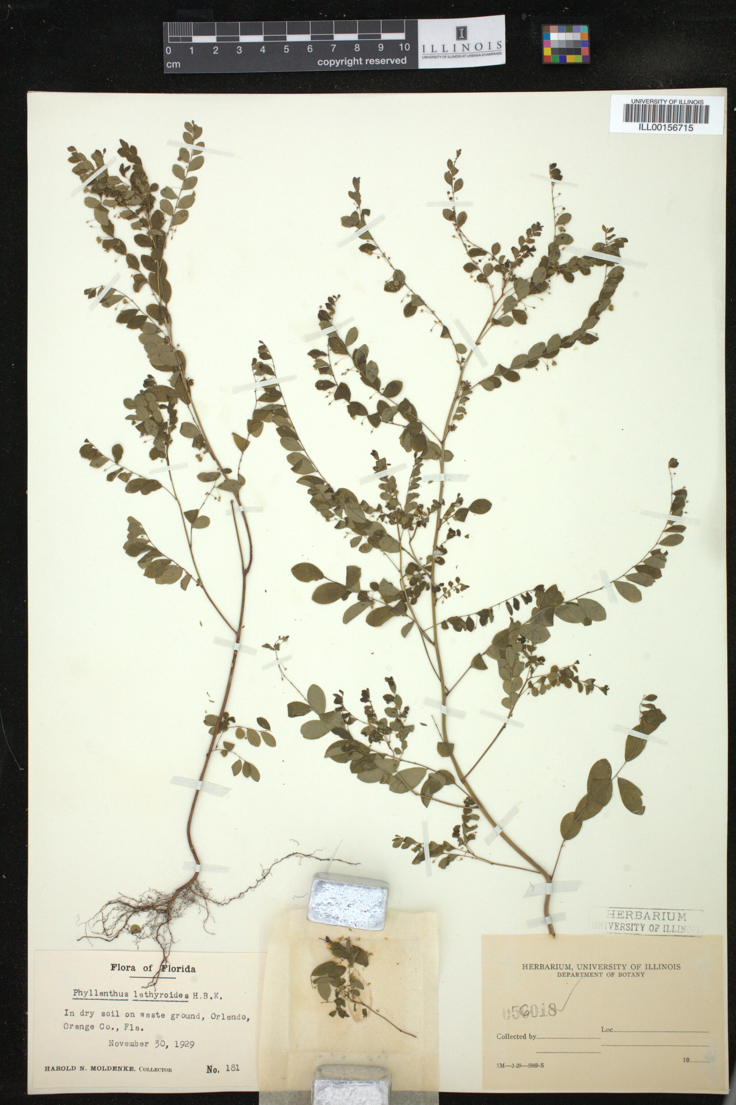 Phyllanthus niruri image