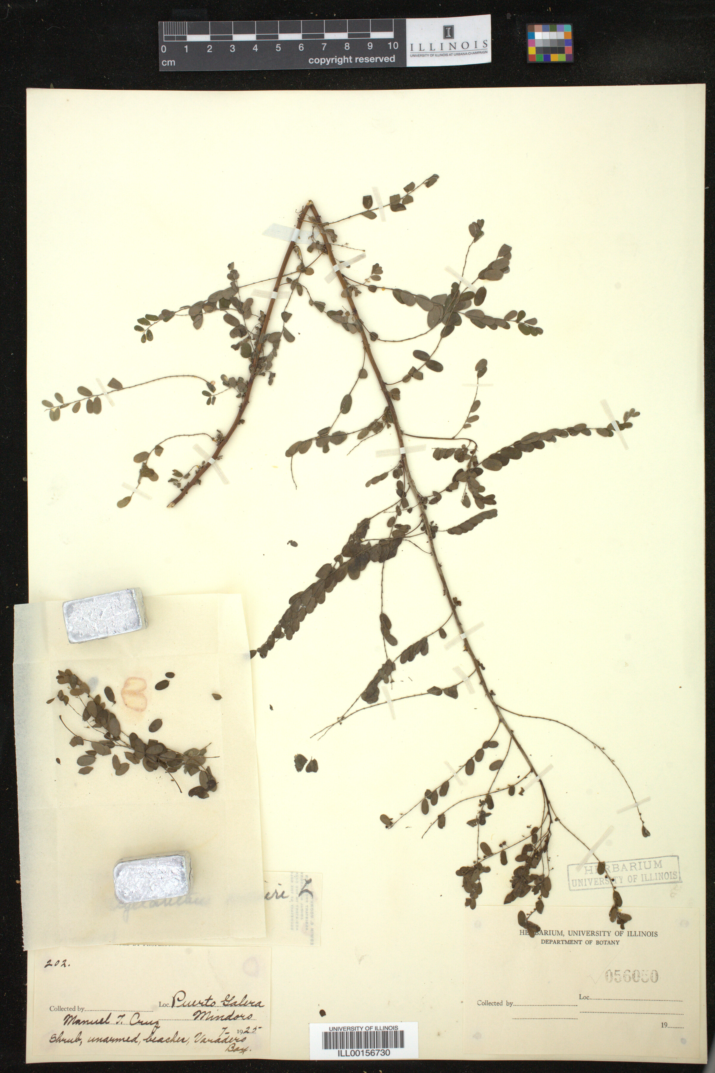 Phyllanthus niruri image