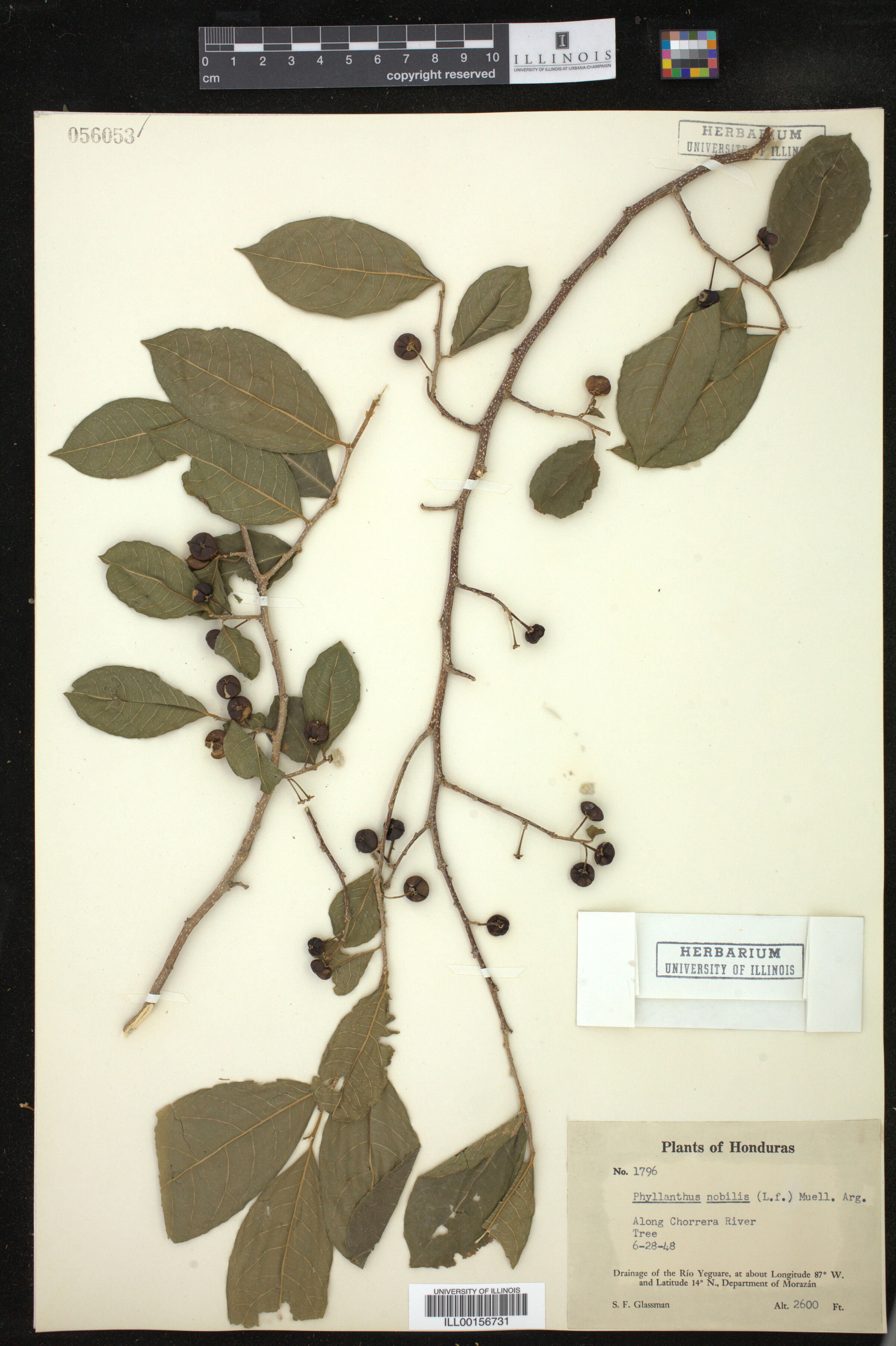 Phyllanthus nobilis image