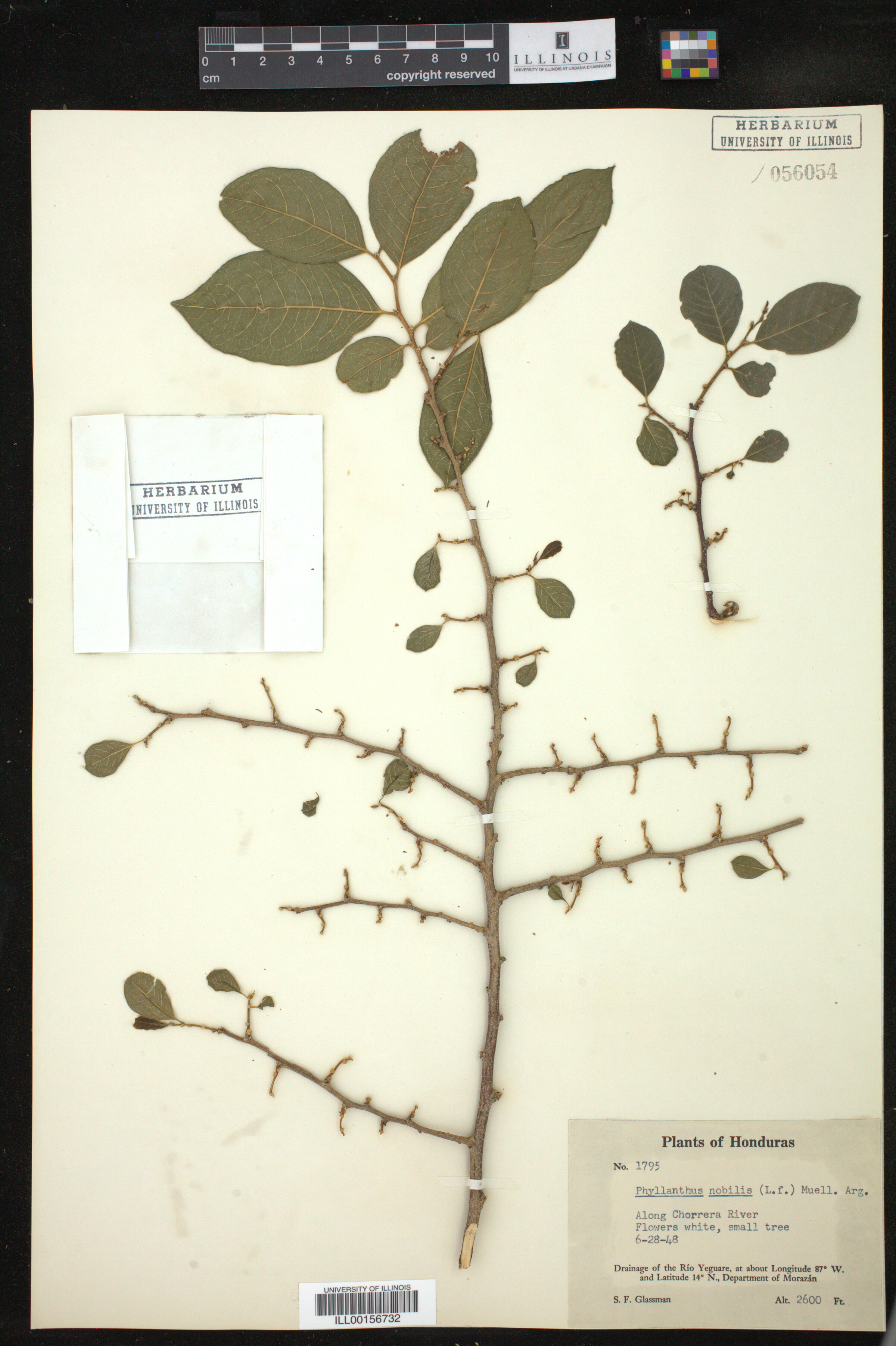 Phyllanthus nobilis image