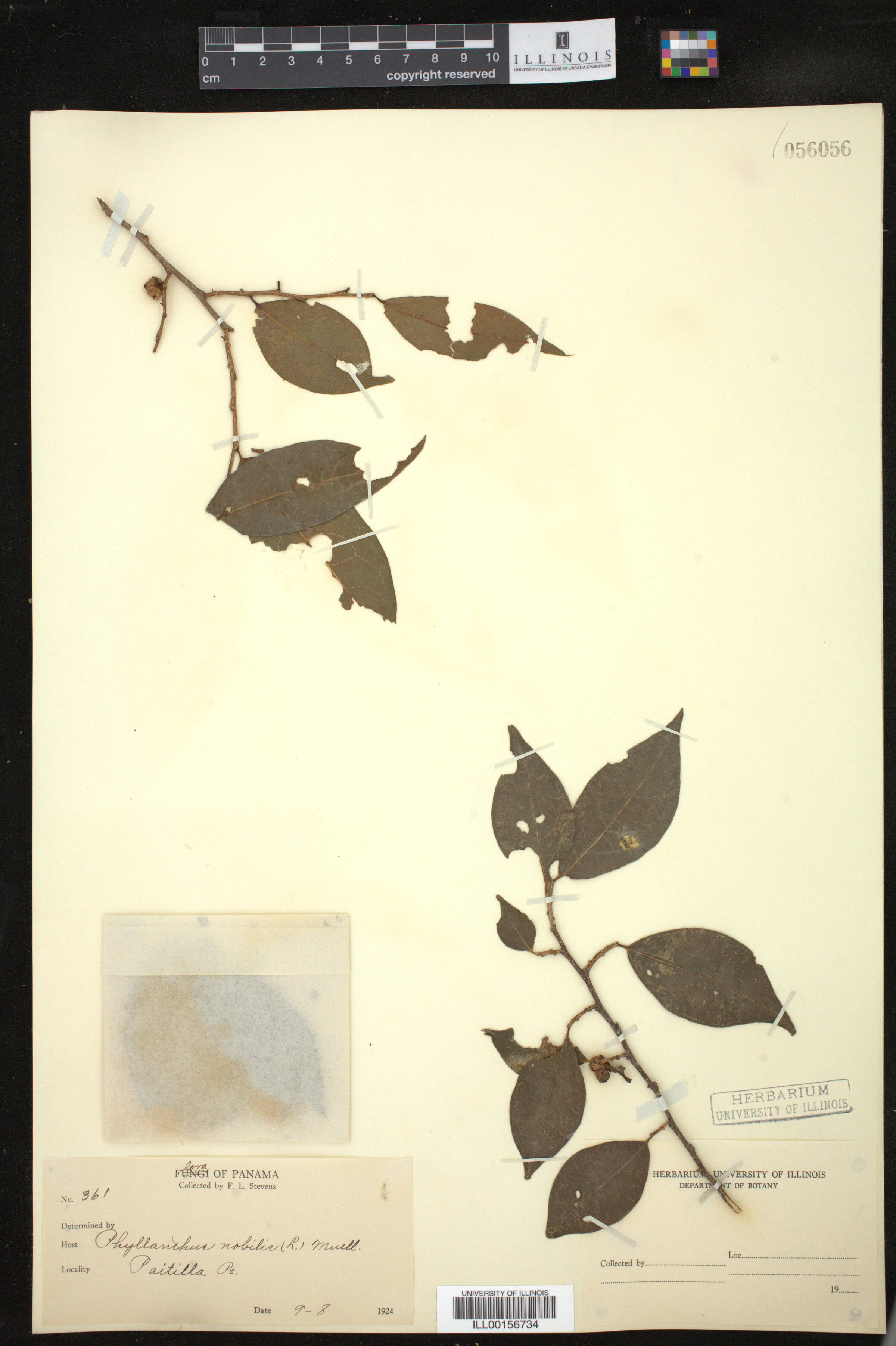 Phyllanthus nobilis image