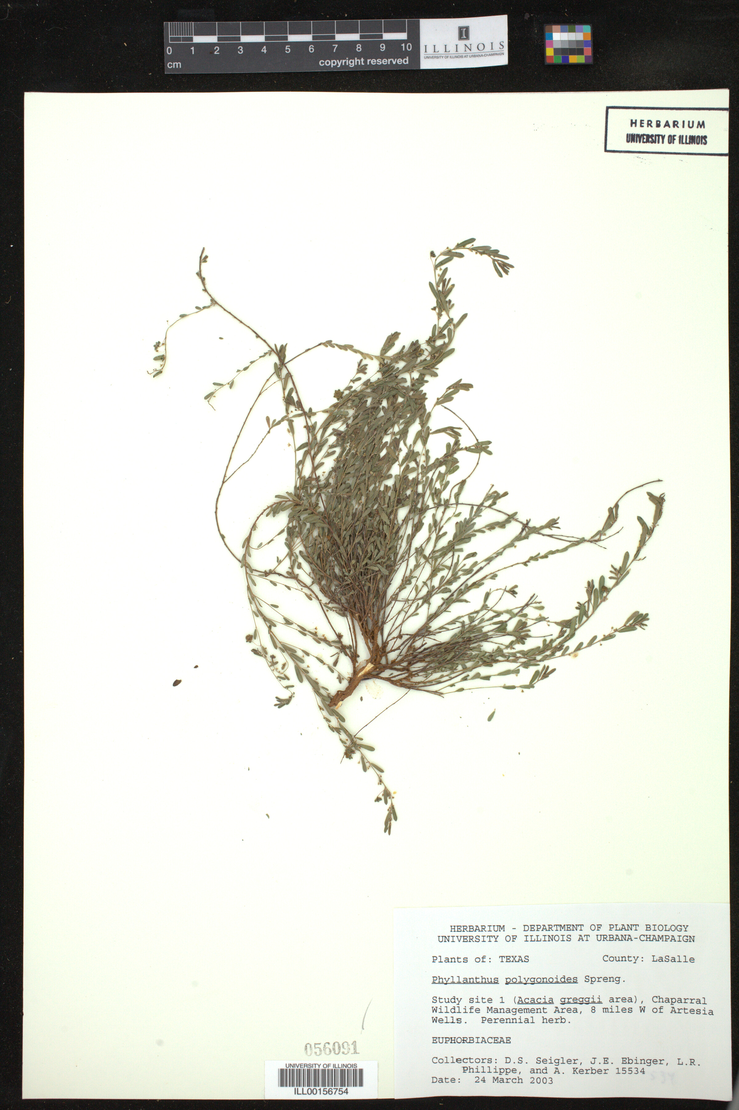 Phyllanthus polygonoides image