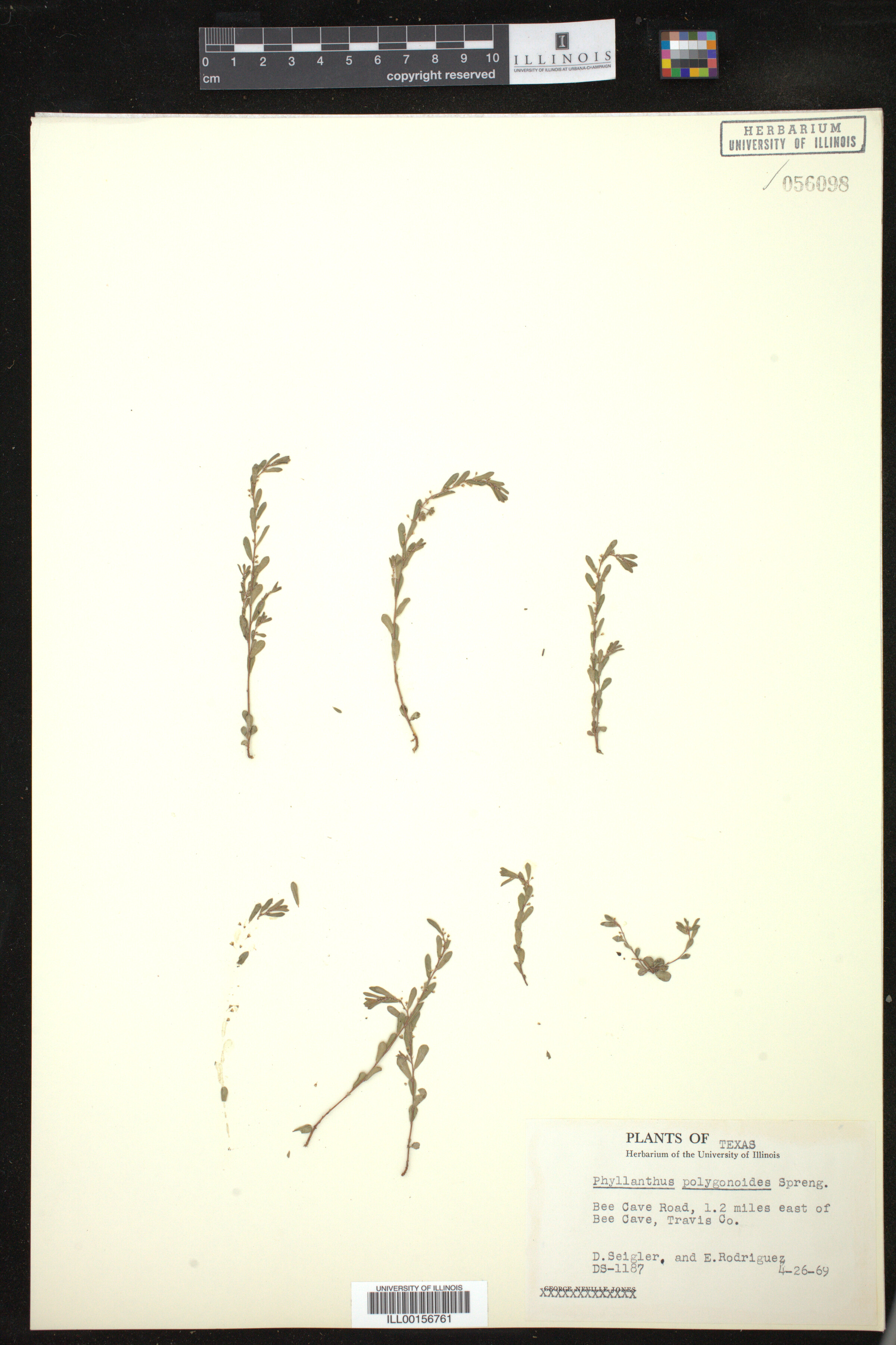 Phyllanthus polygonoides image