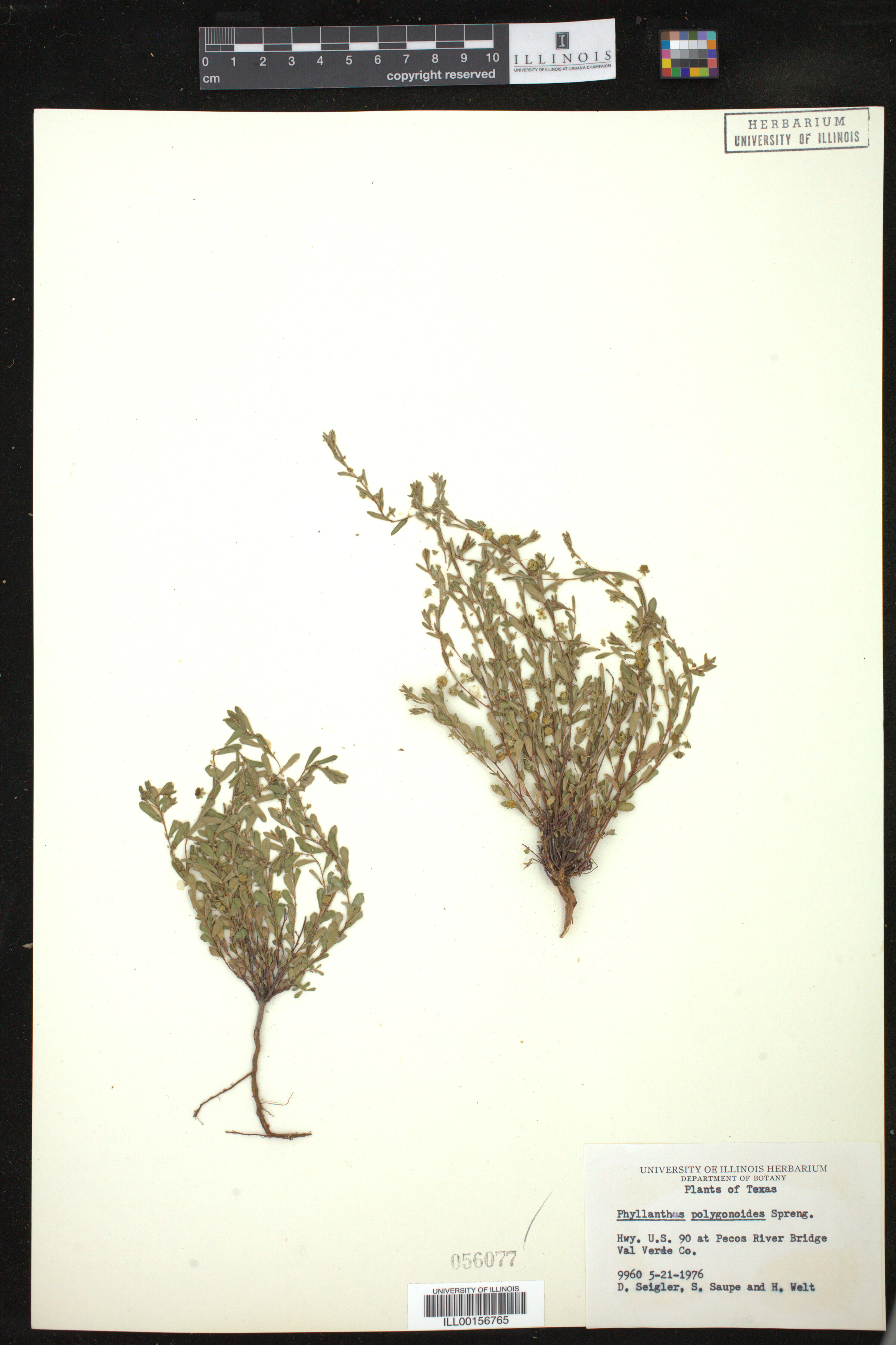 Phyllanthus polygonoides image