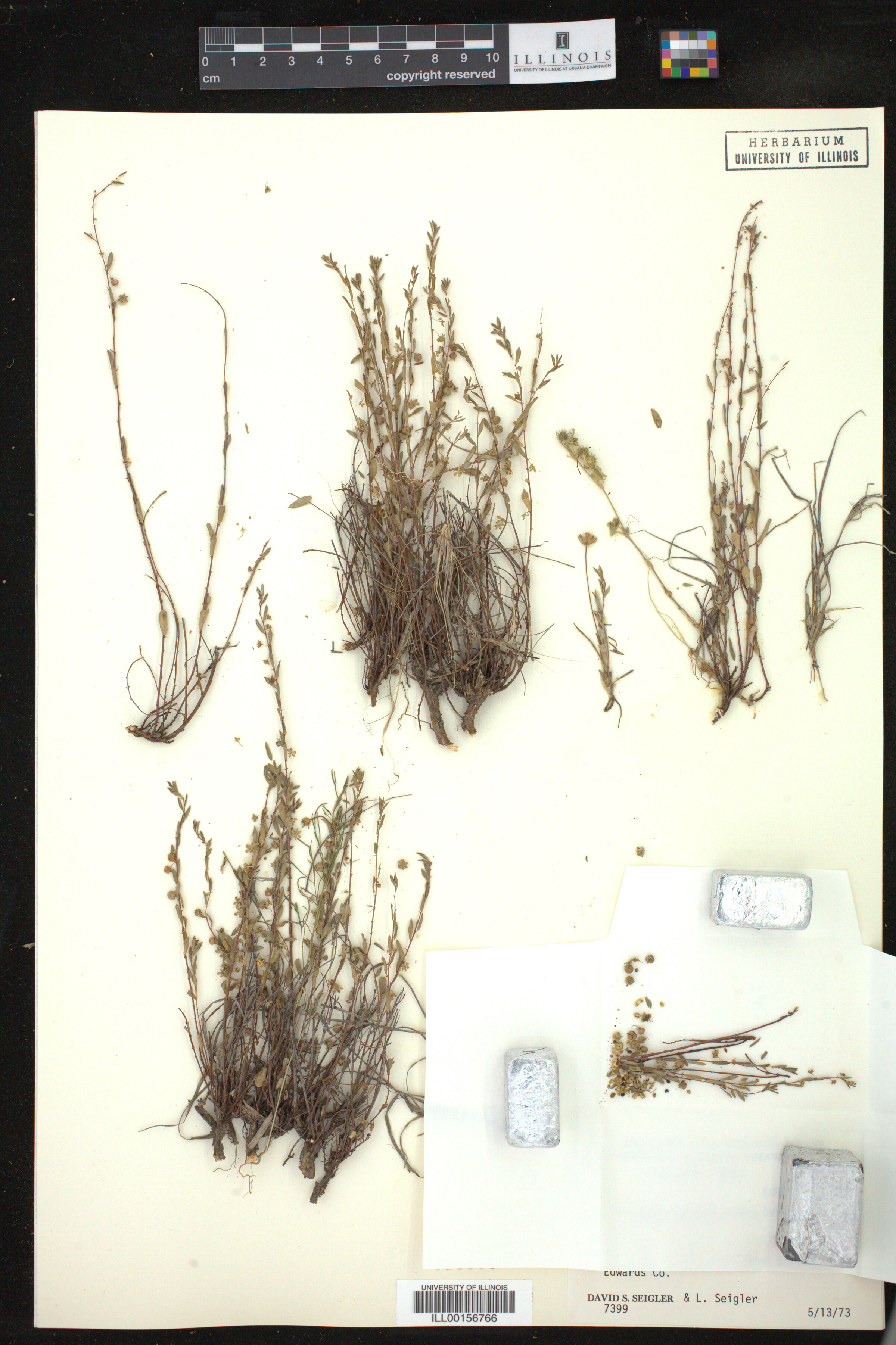 Phyllanthus polygonoides image