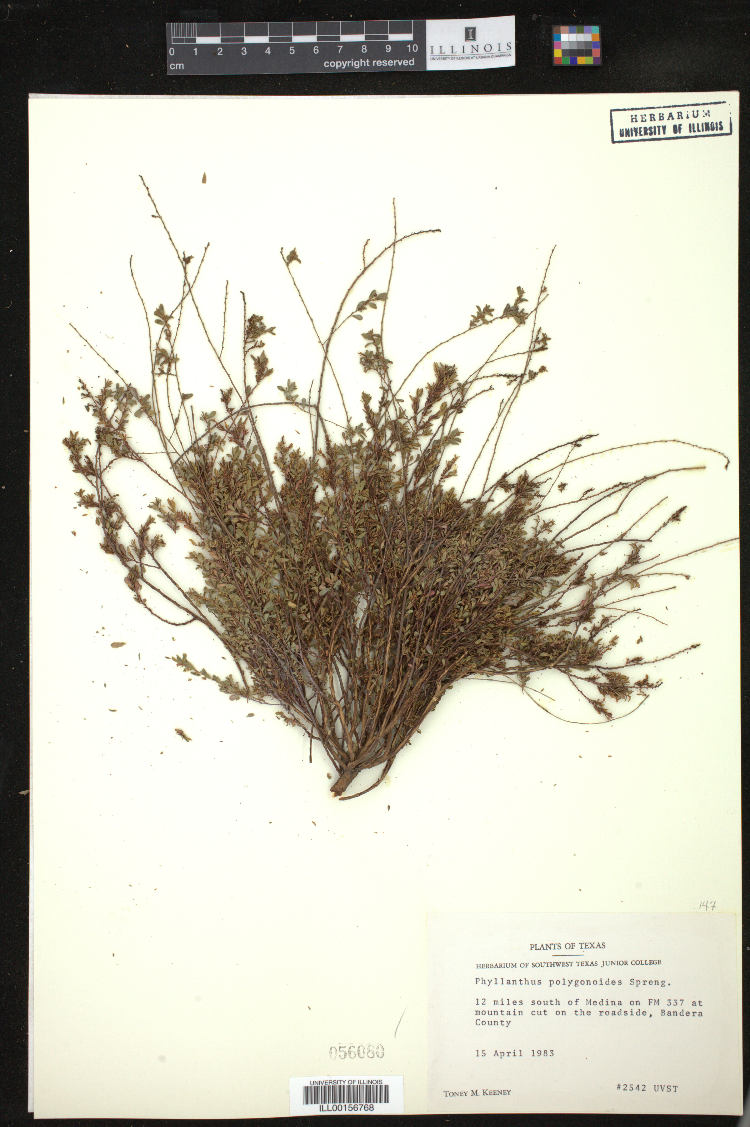 Phyllanthus polygonoides image