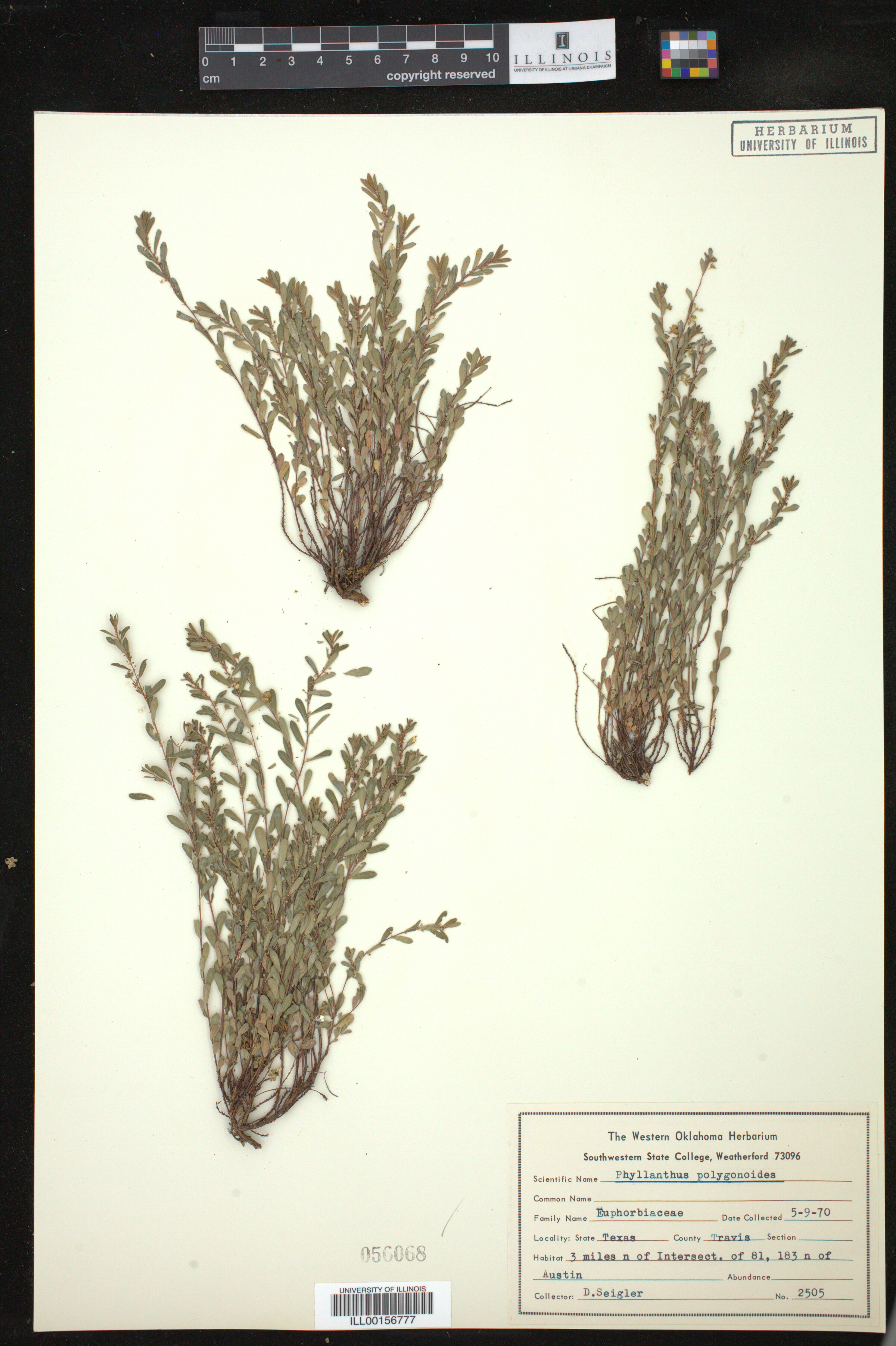 Phyllanthus polygonoides image