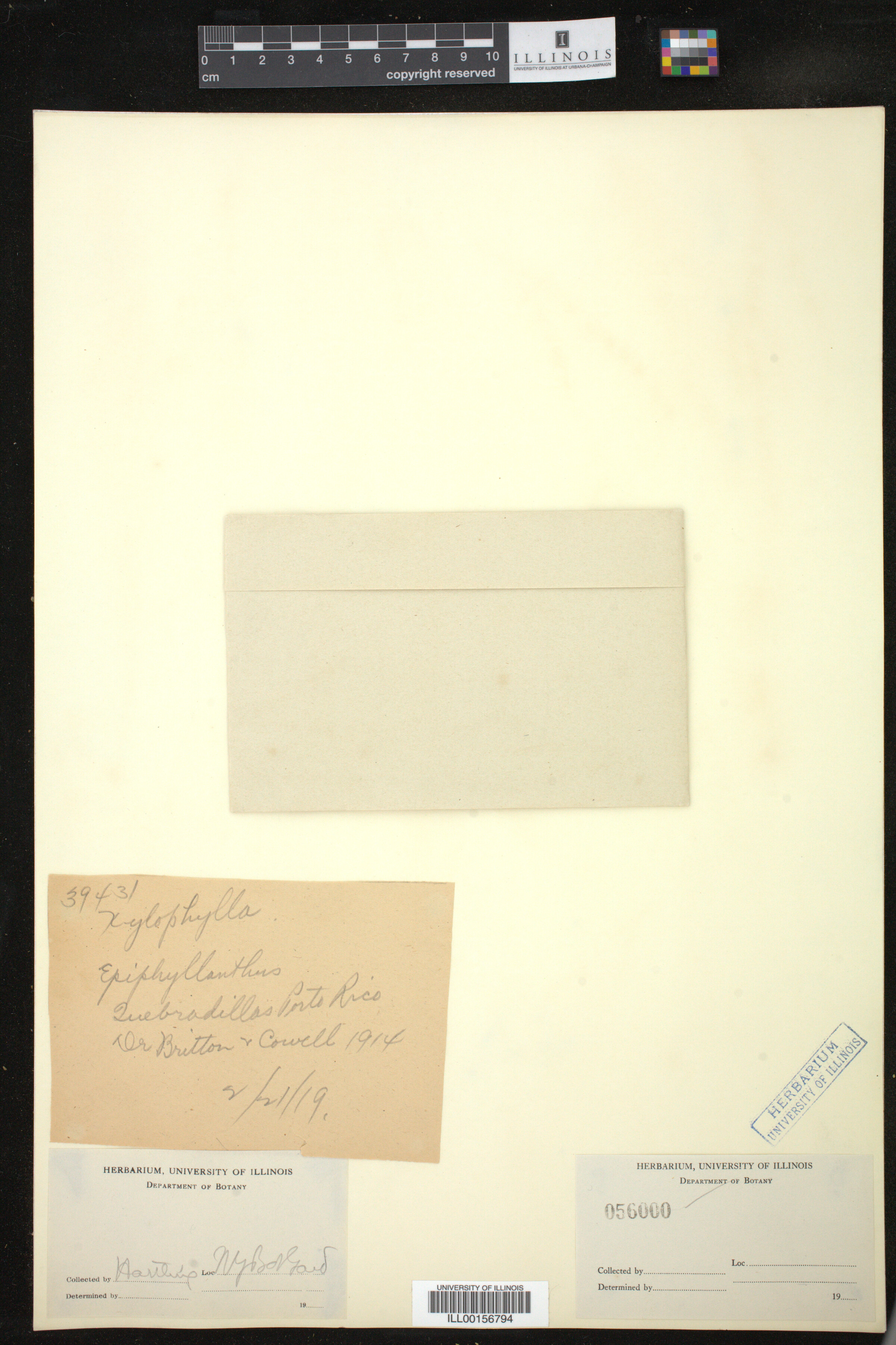 Phyllanthus epiphyllanthus image