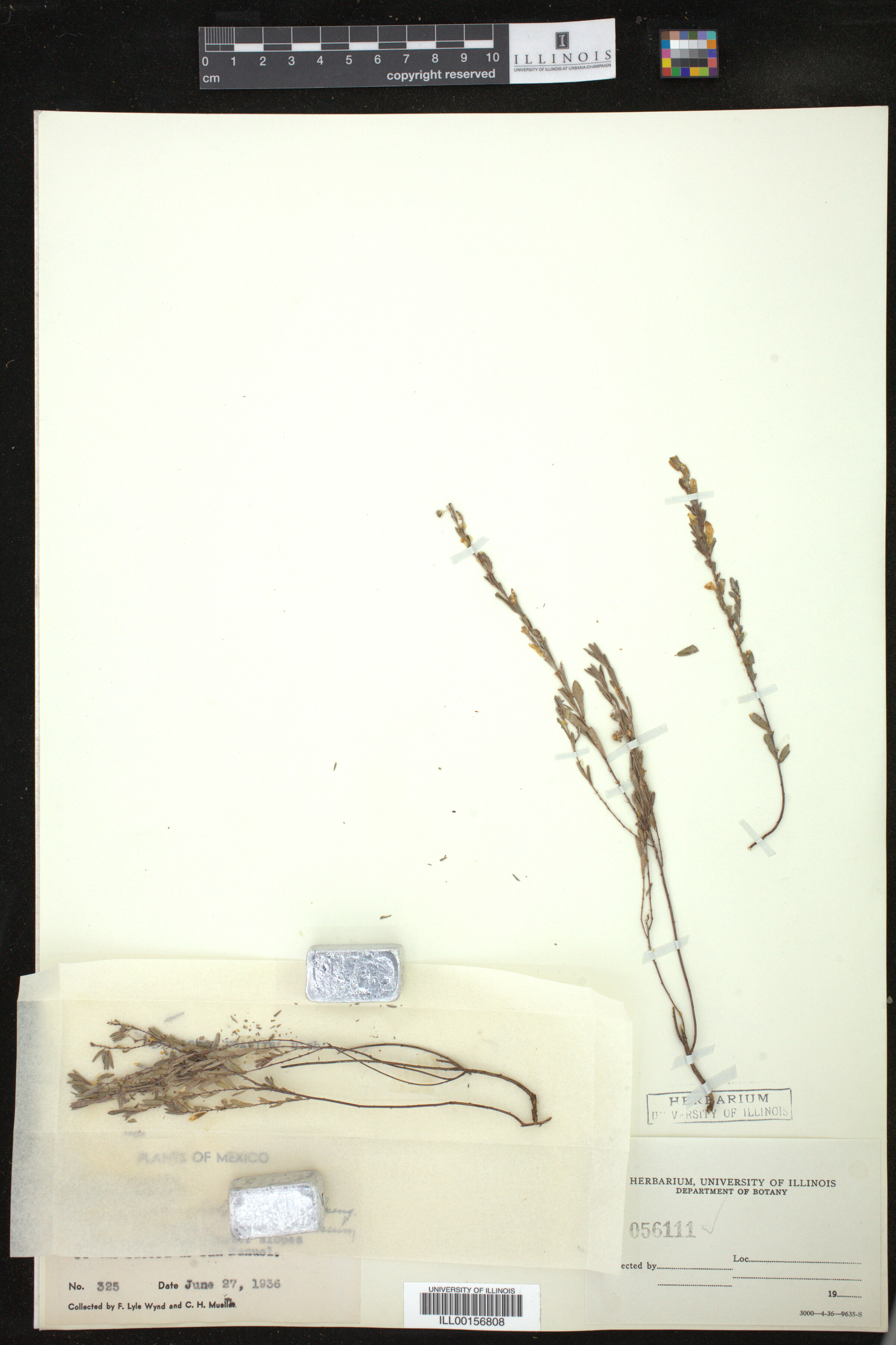 Phyllanthus polygonoides image