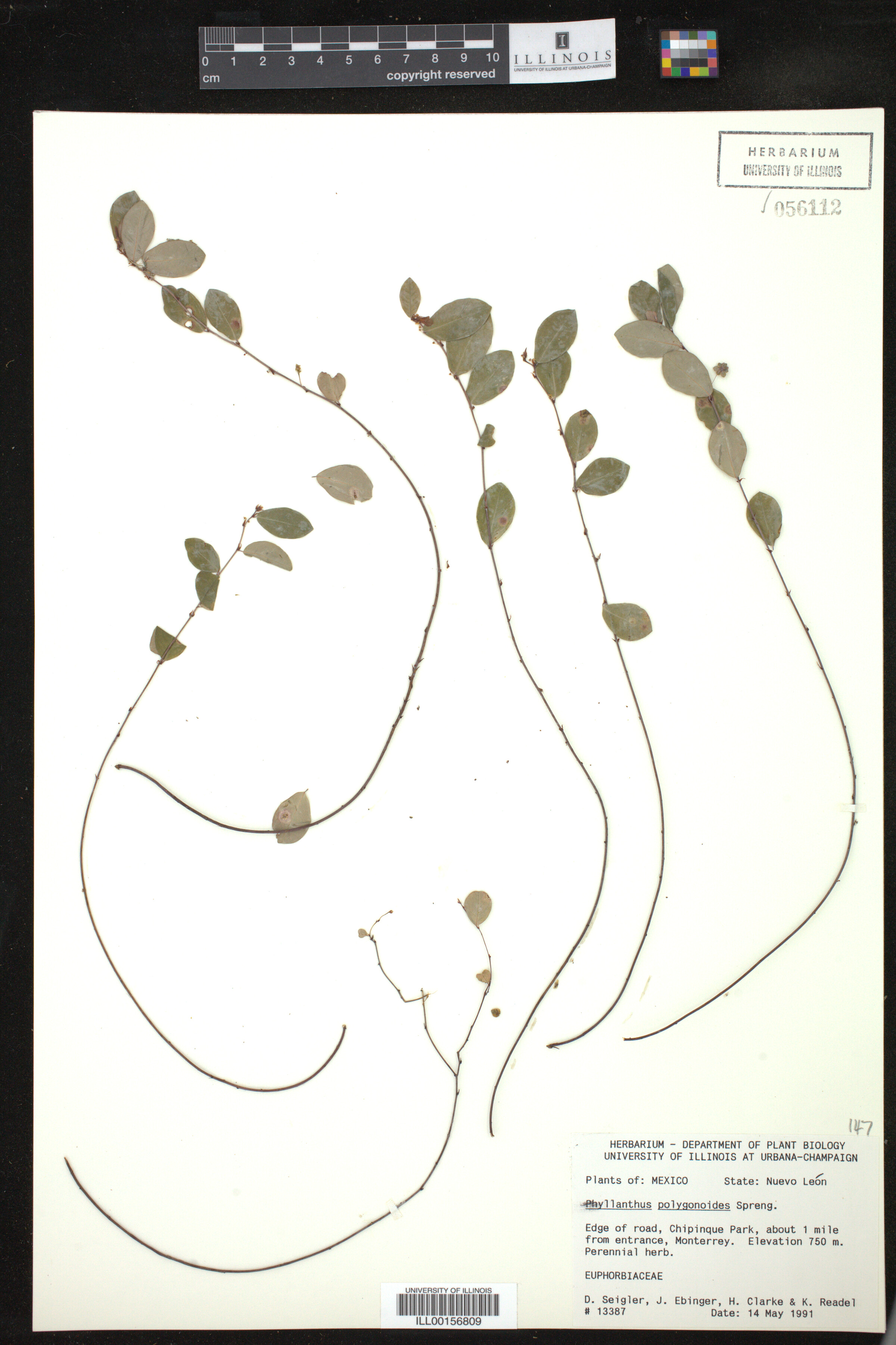 Phyllanthus polygonoides image