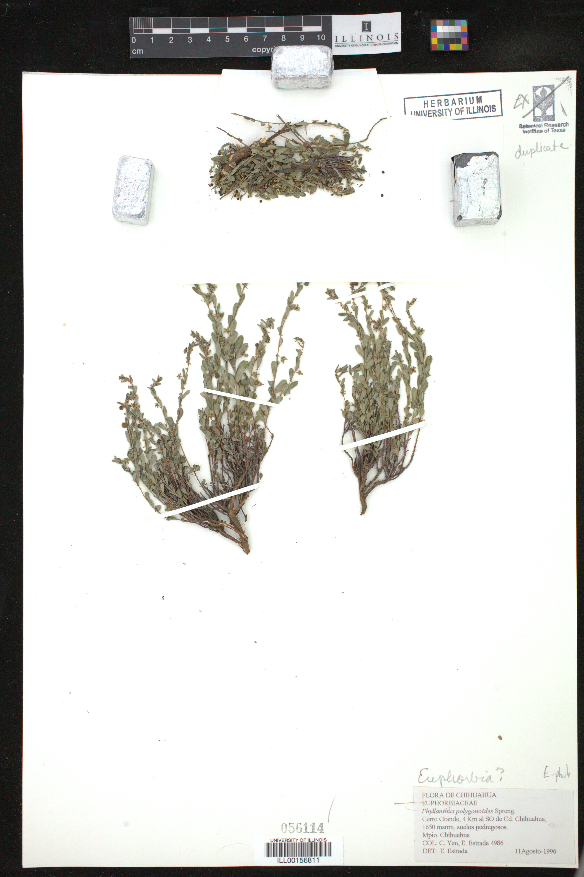 Phyllanthus polygonoides image