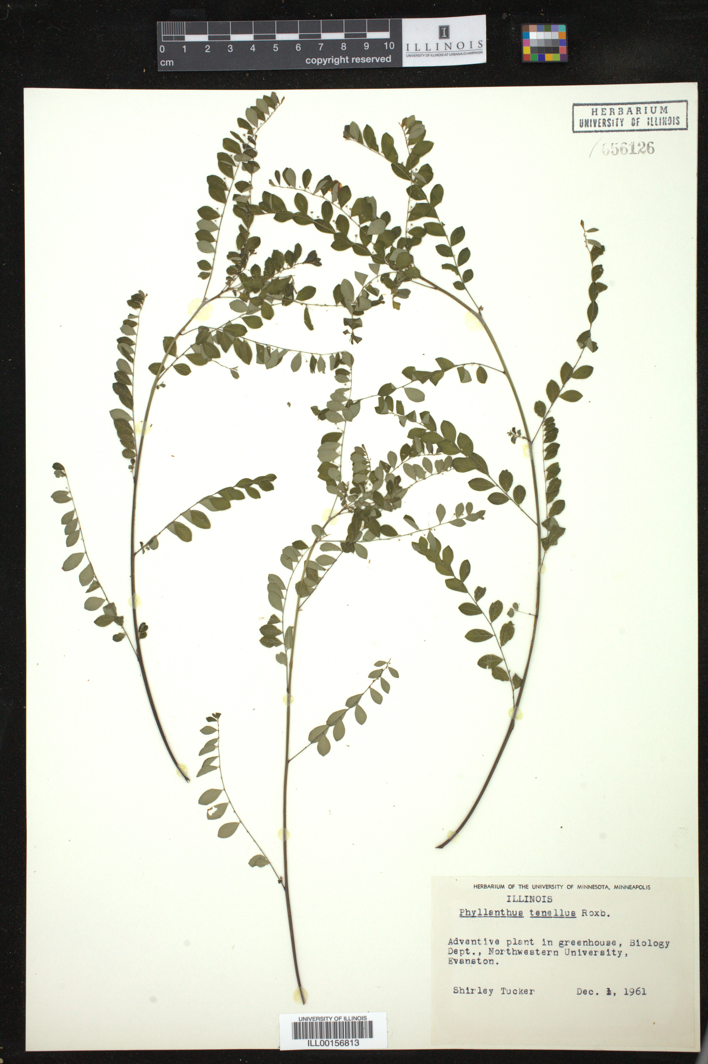 Phyllanthus tenellus image