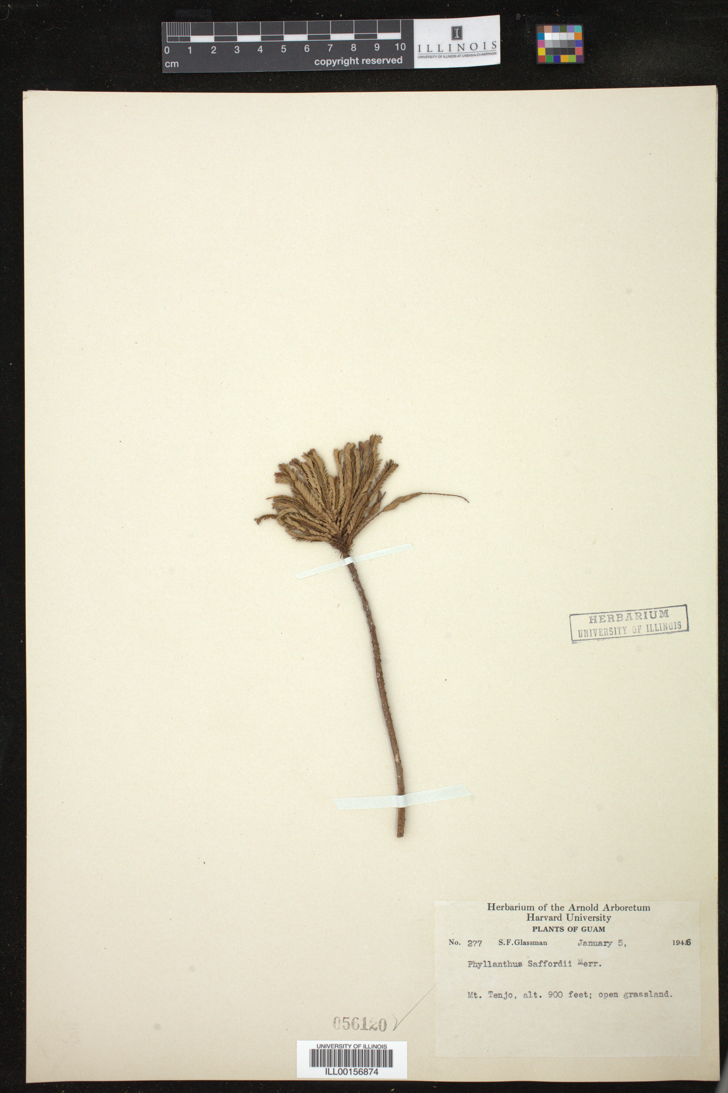 Phyllanthus image