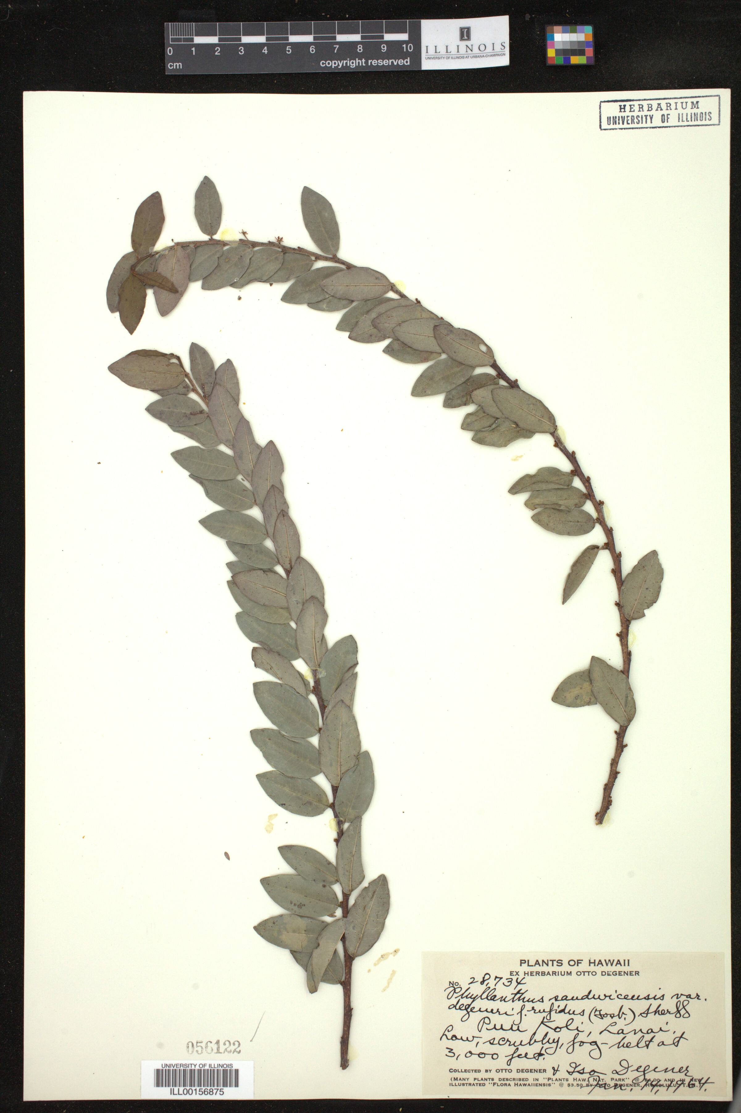 Phyllanthus distichus image