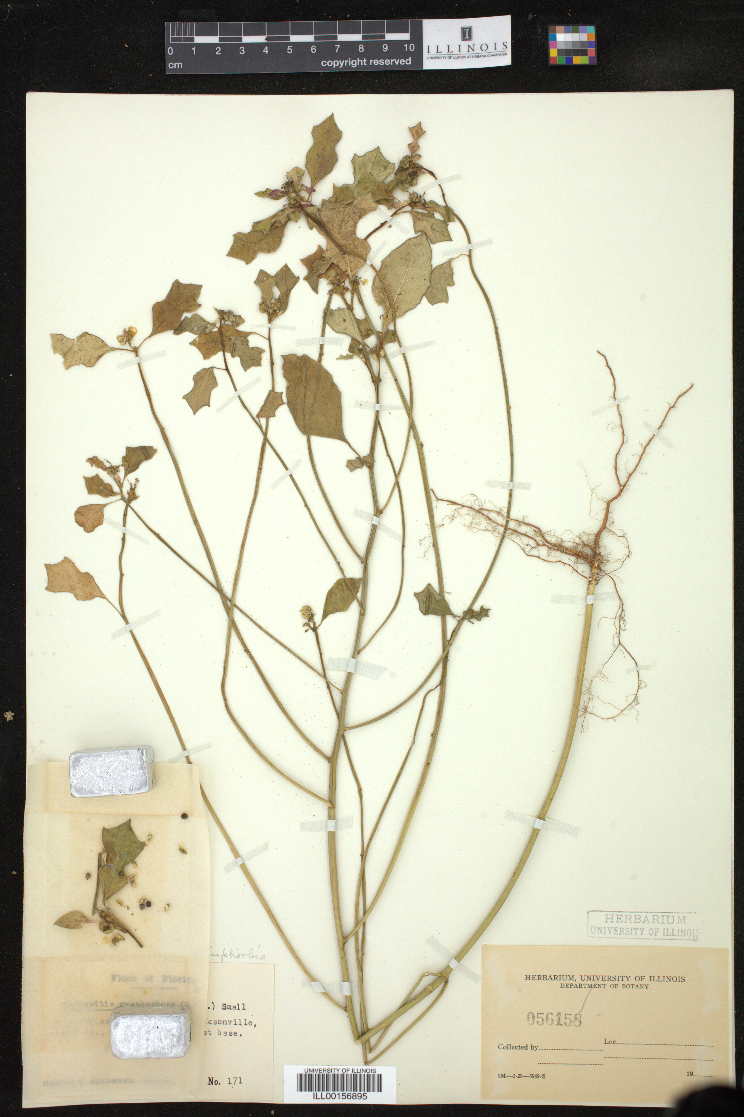 Euphorbia cyathophora image