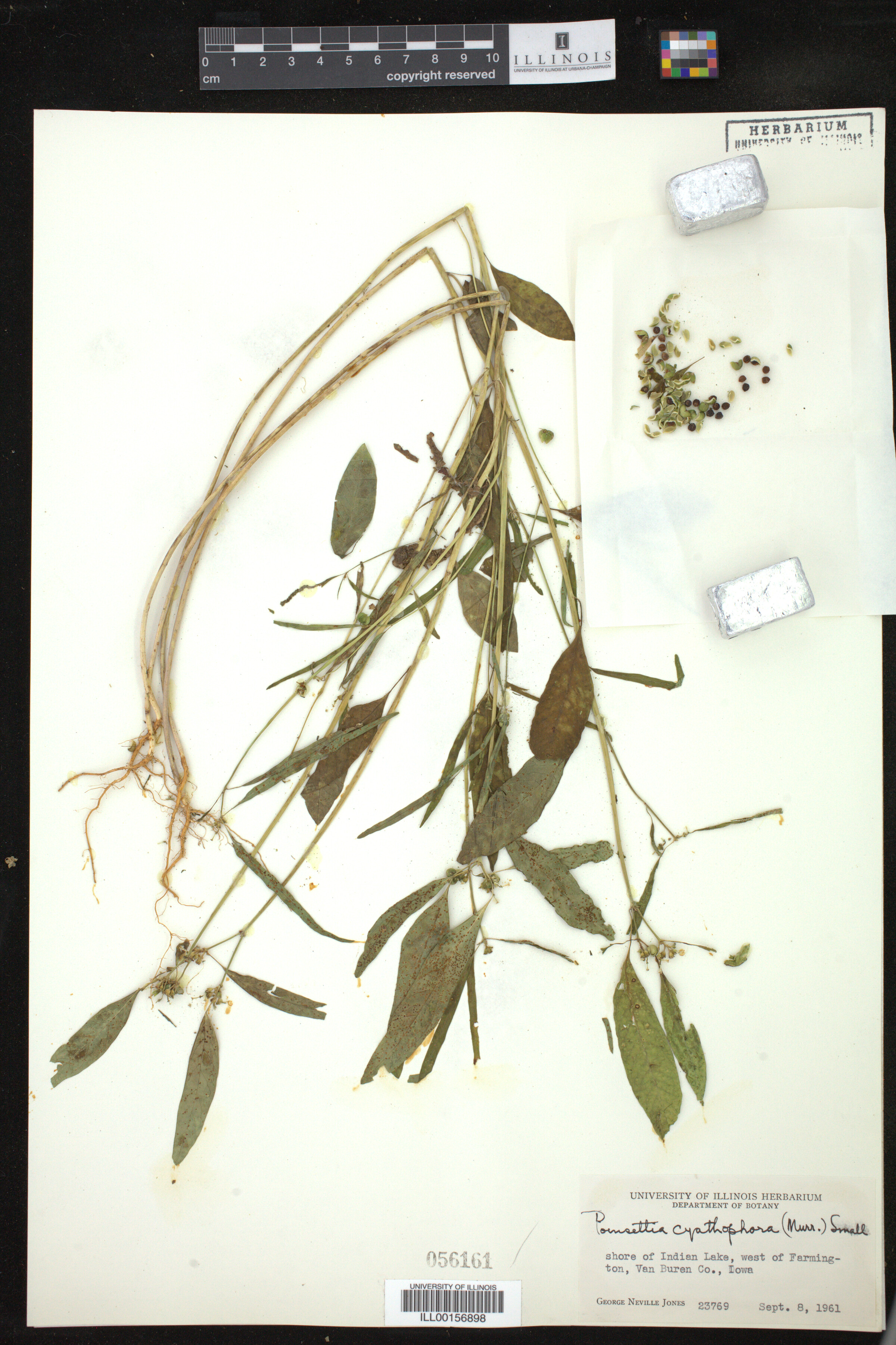 Euphorbia cyathophora image