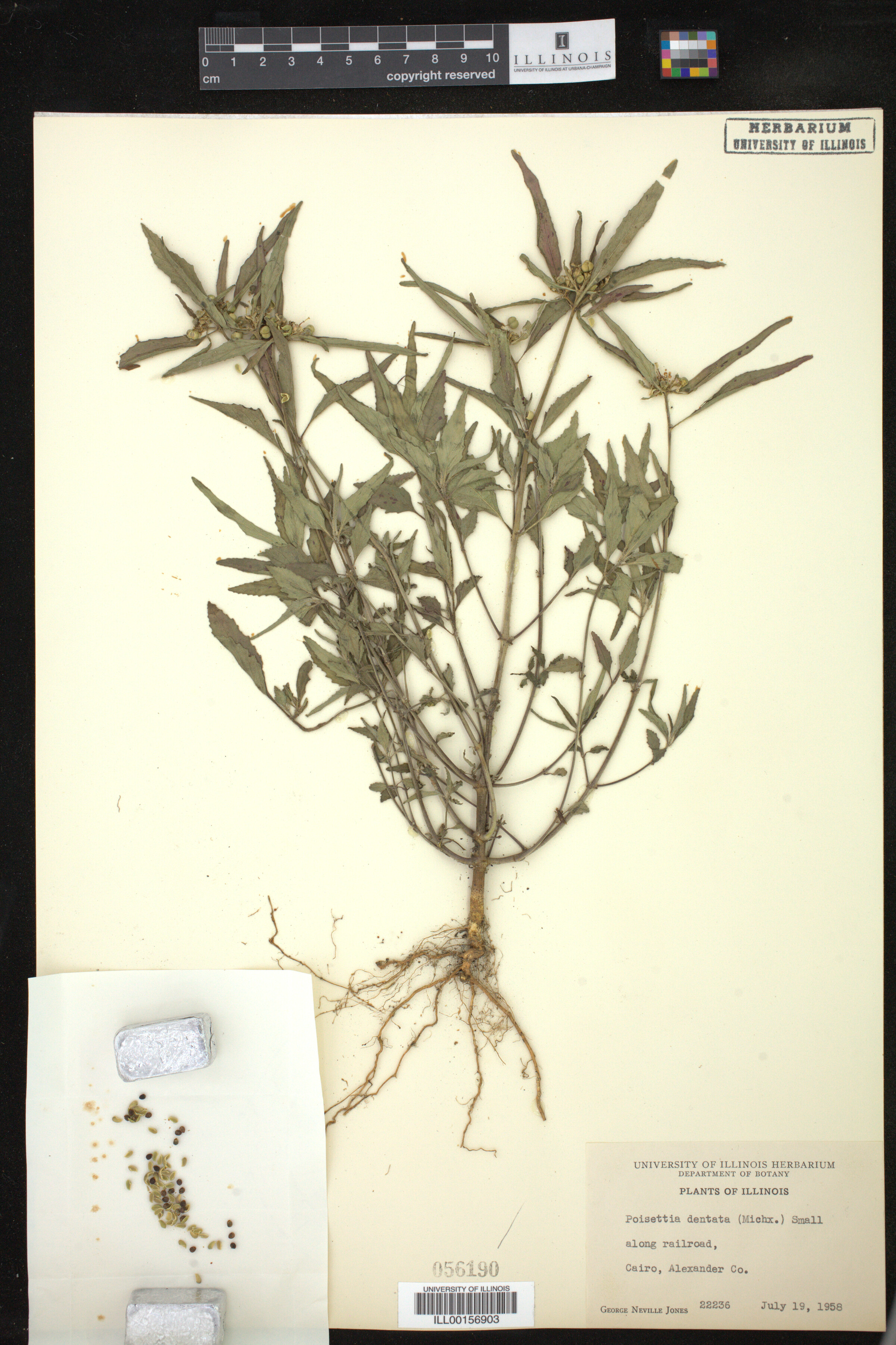 Euphorbia dentata image