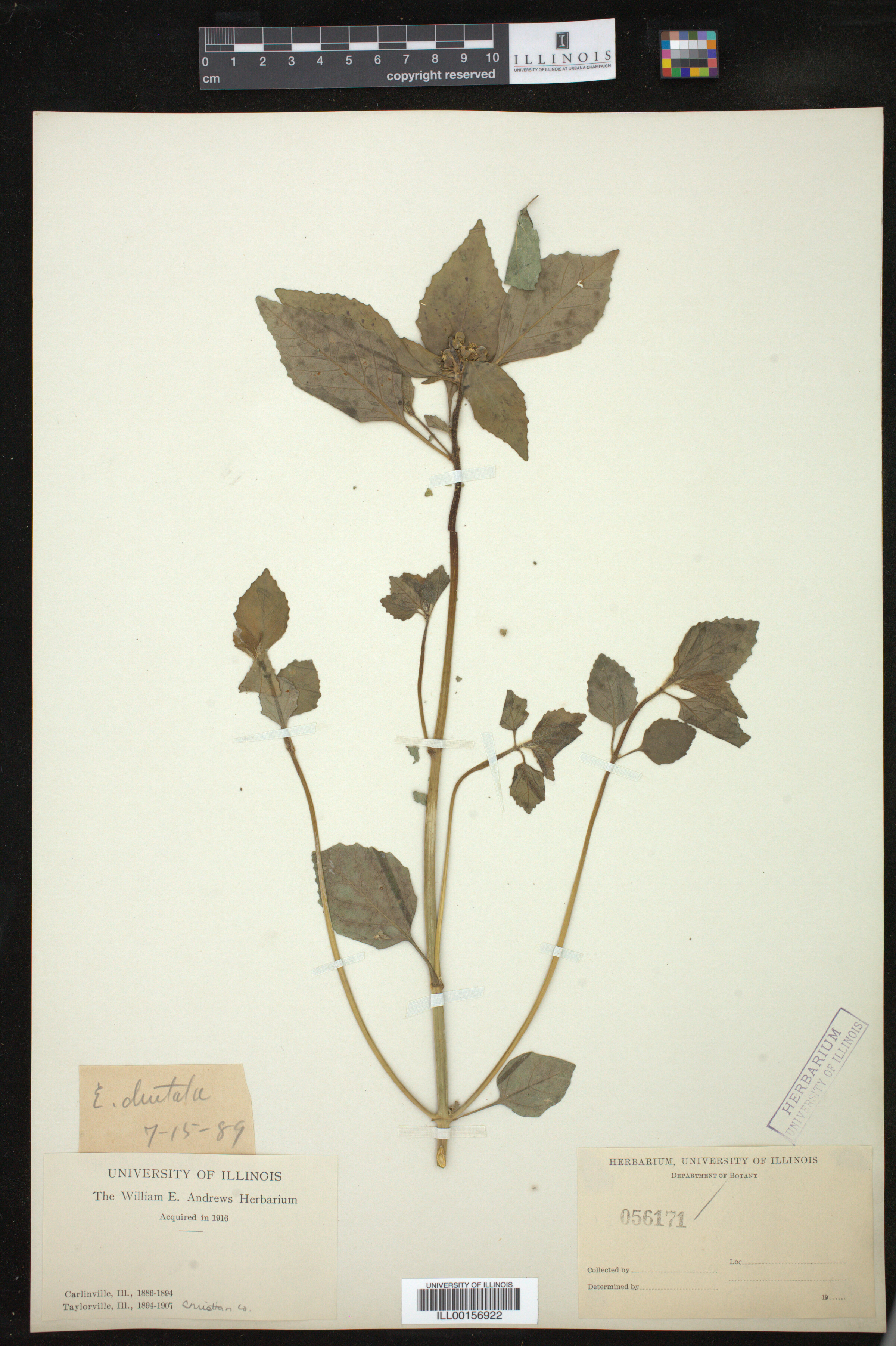 Euphorbia dentata image