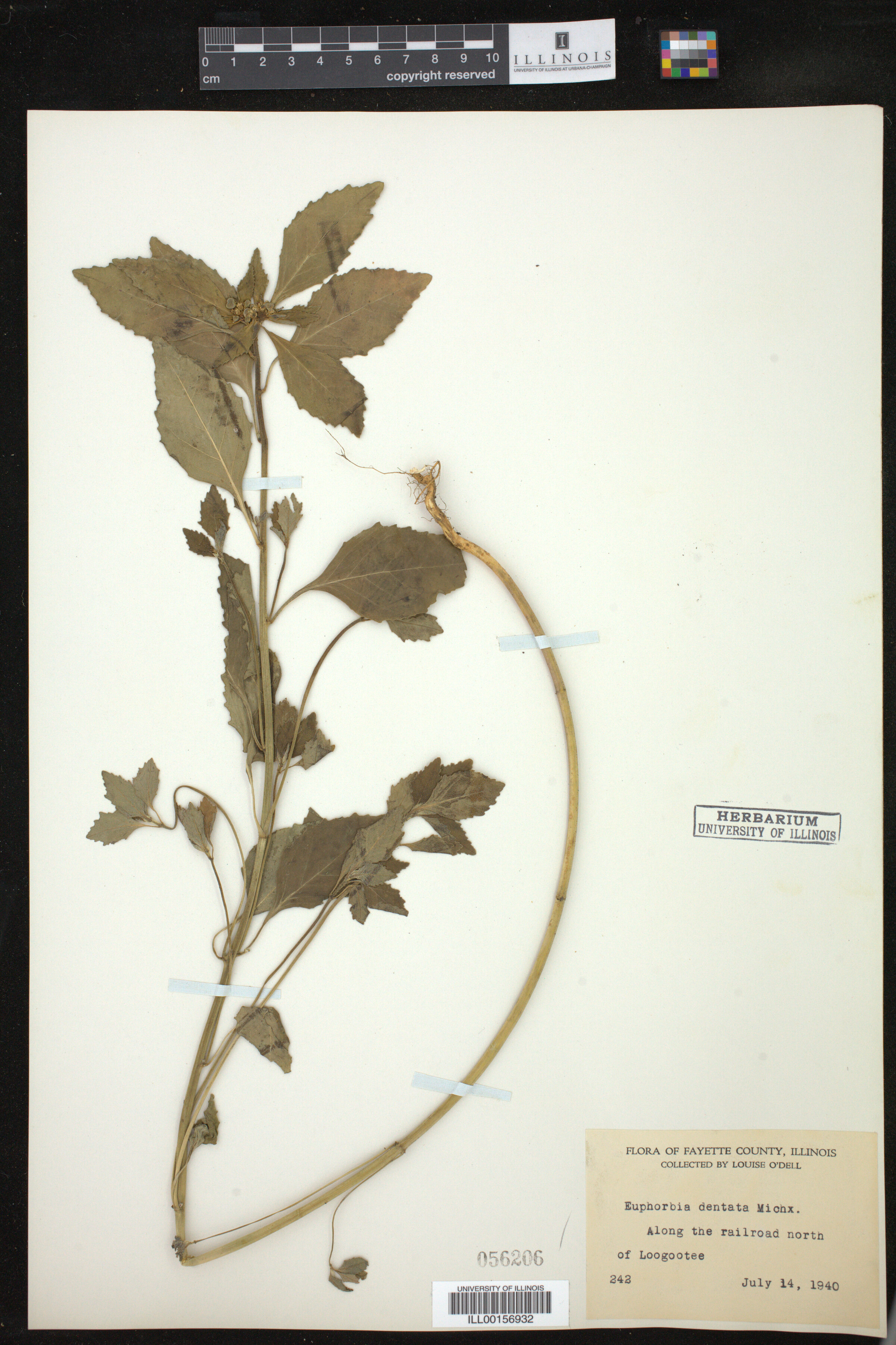Euphorbia dentata image