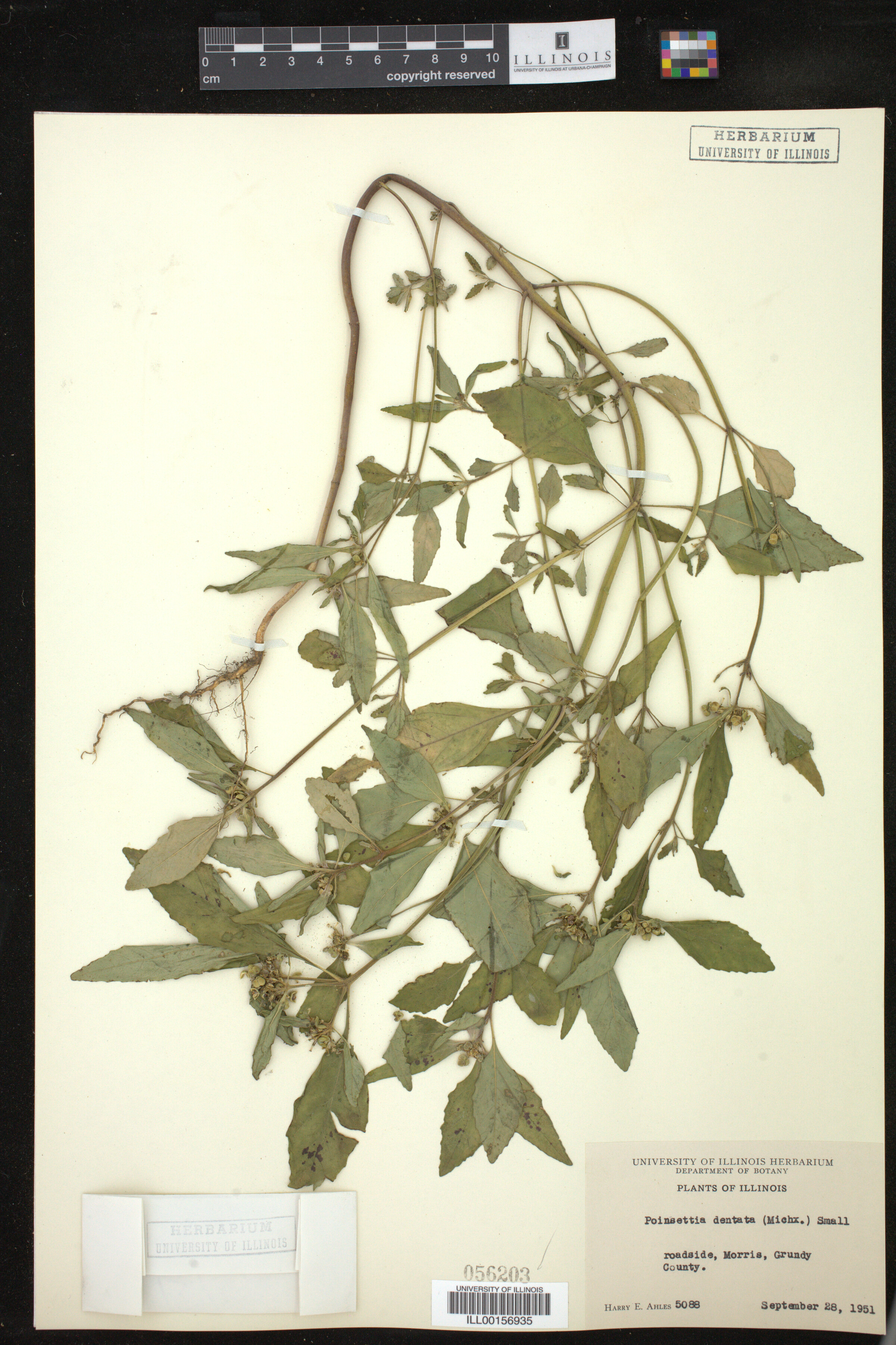 Euphorbia dentata image